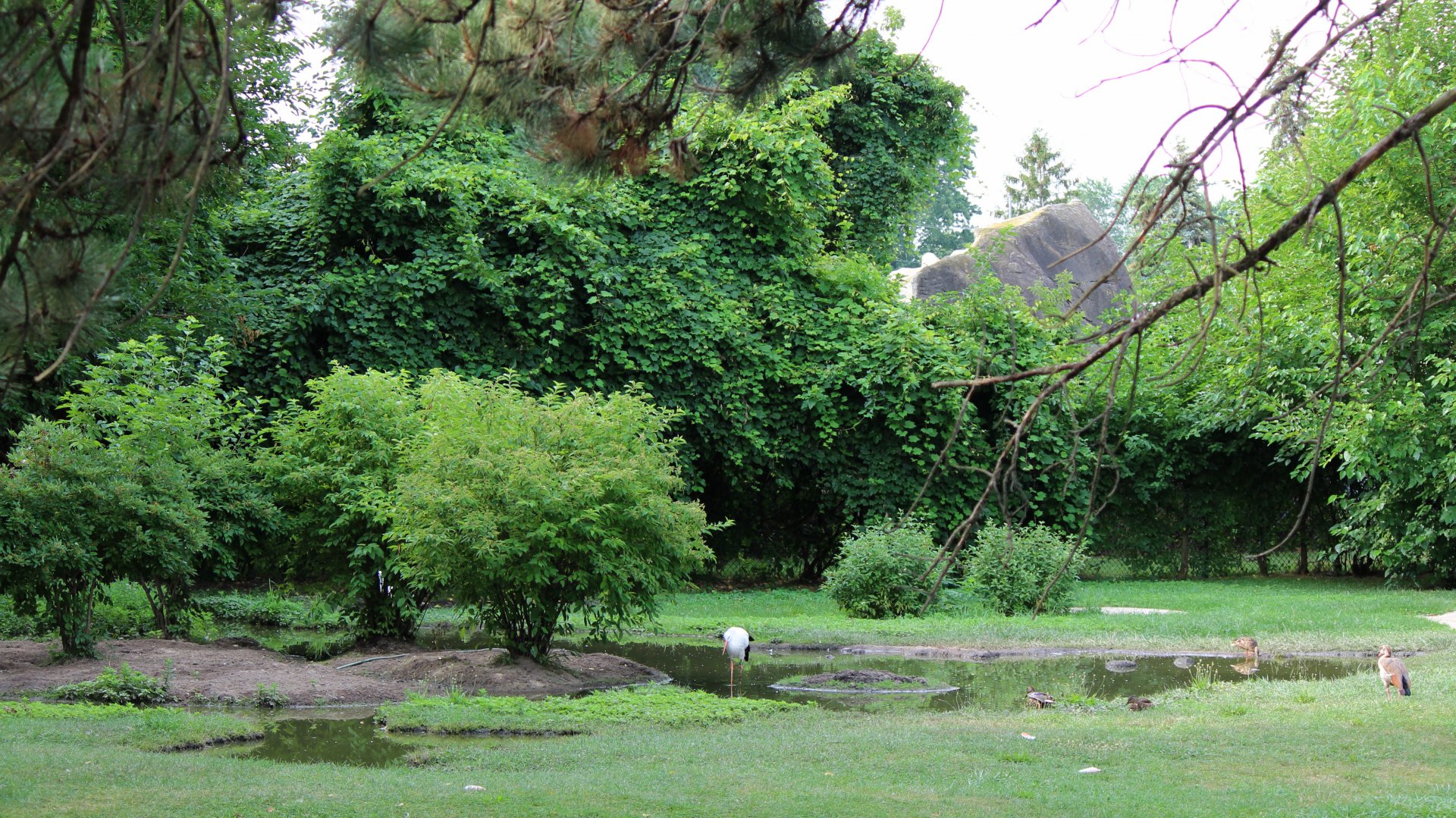 Detroit Zoo - American Grassland - Summer, 2016