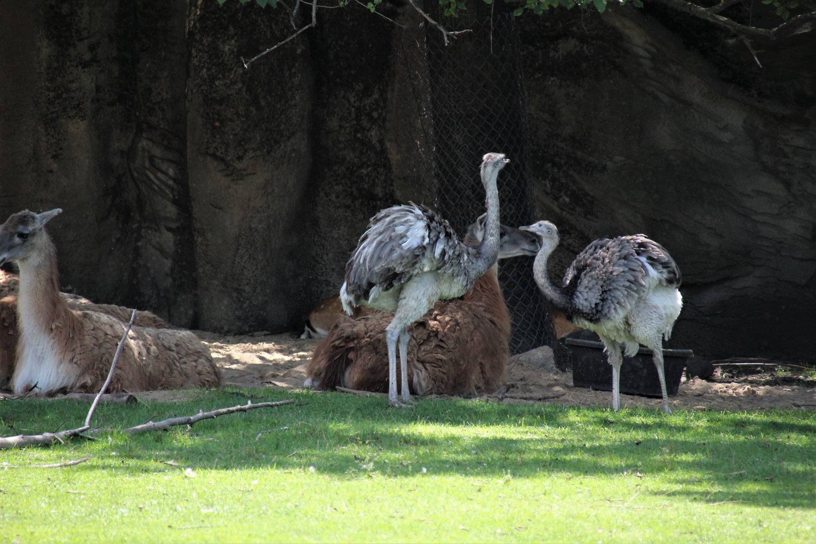 Detroit Zoo - American Grasslands - Guanacos/Greater Rheas - August, 2016