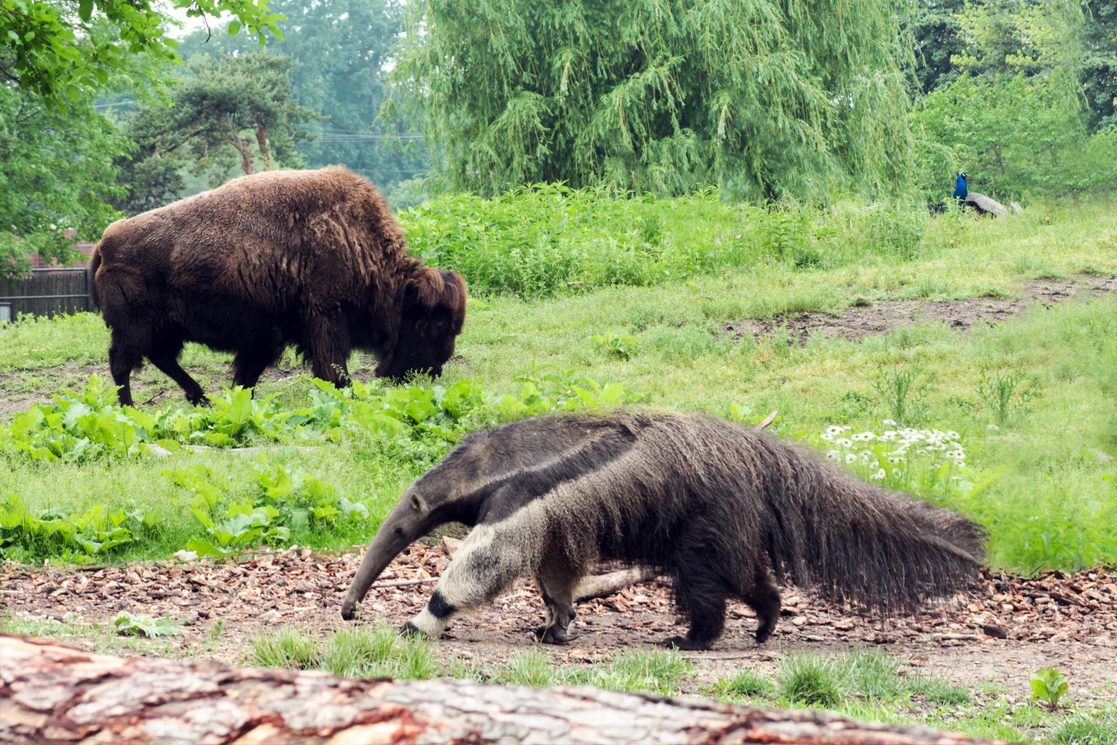 Detroit Zoo - American Grasslands