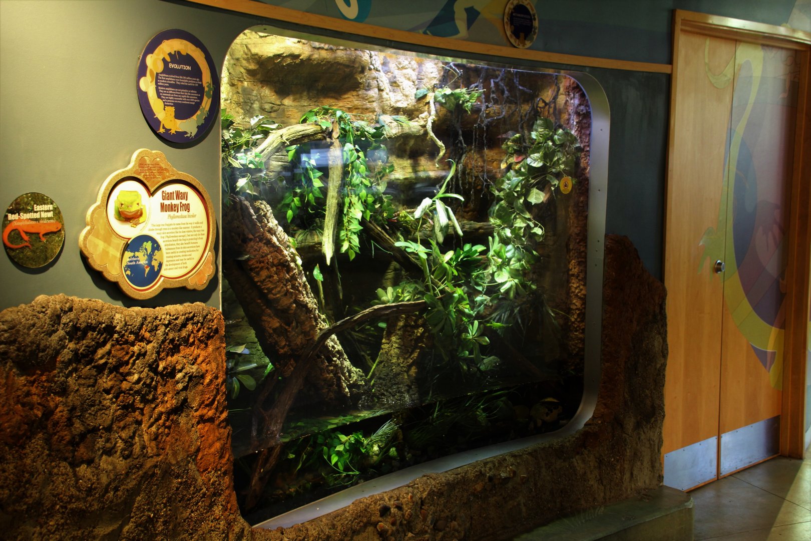 Detroit Zoo - Amphibianville - Summer, 2016