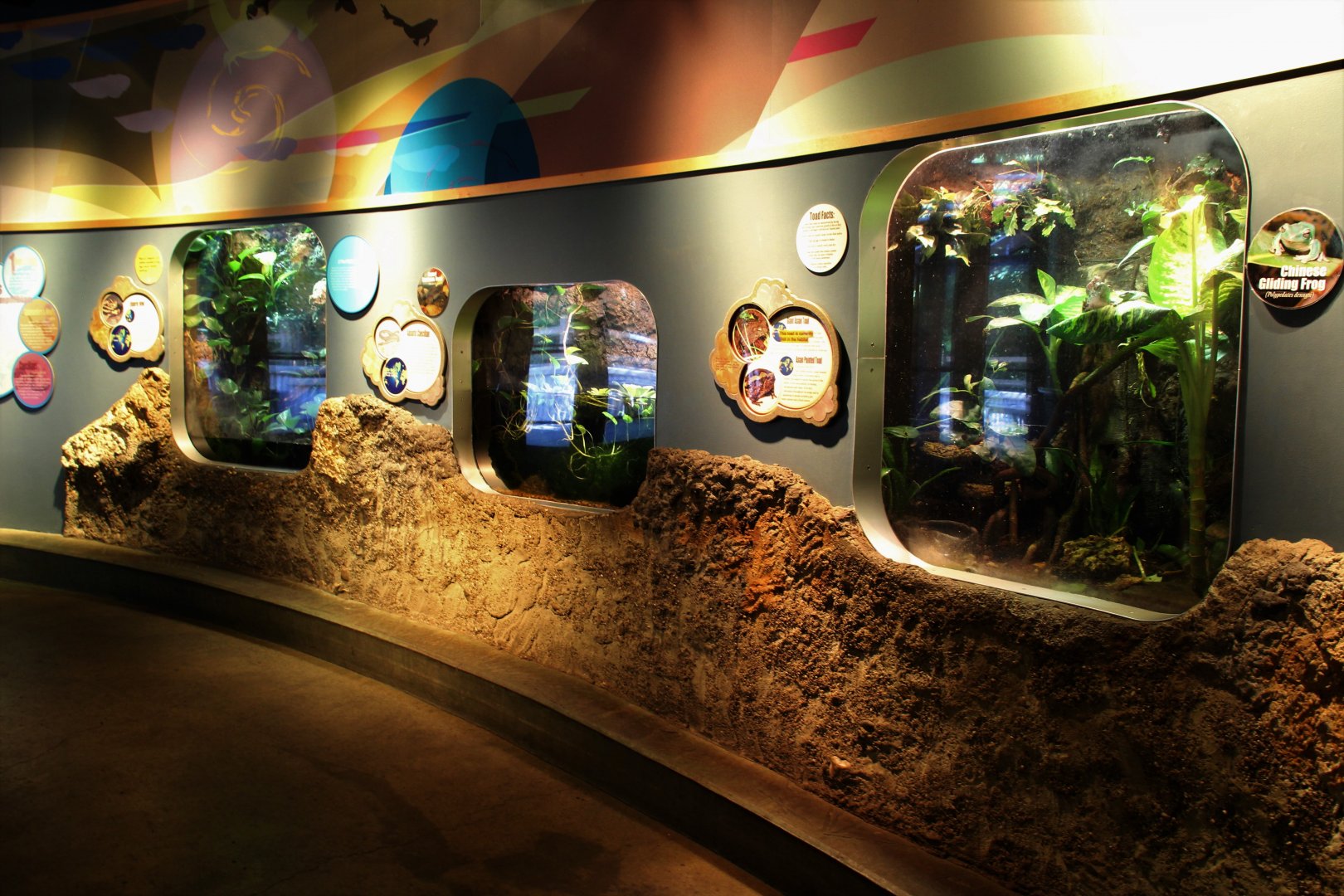 Detroit Zoo - Amphibianville - Summer, 2016