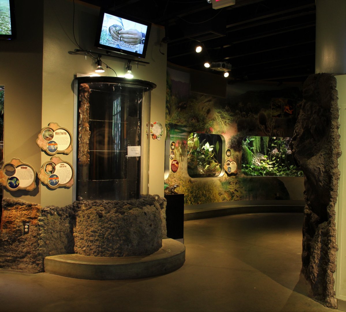 Detroit Zoo - Amphibianville - Summer, 2016