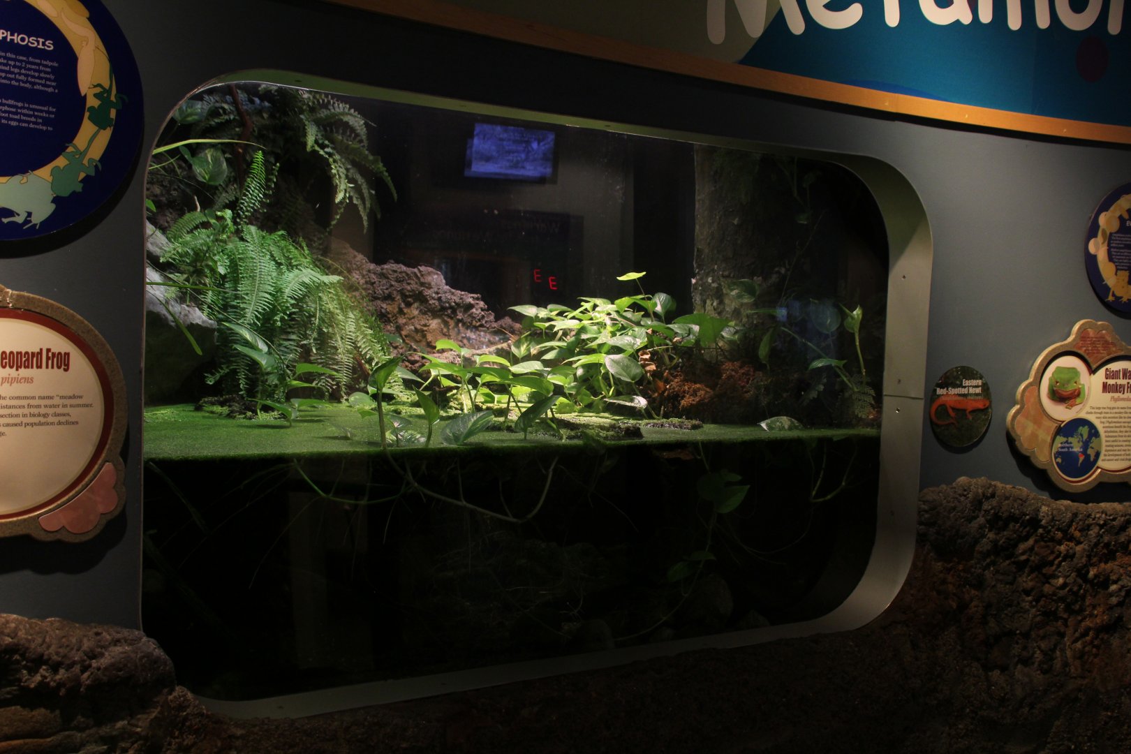 Detroit Zoo - Amphibianville - Summer, 2016