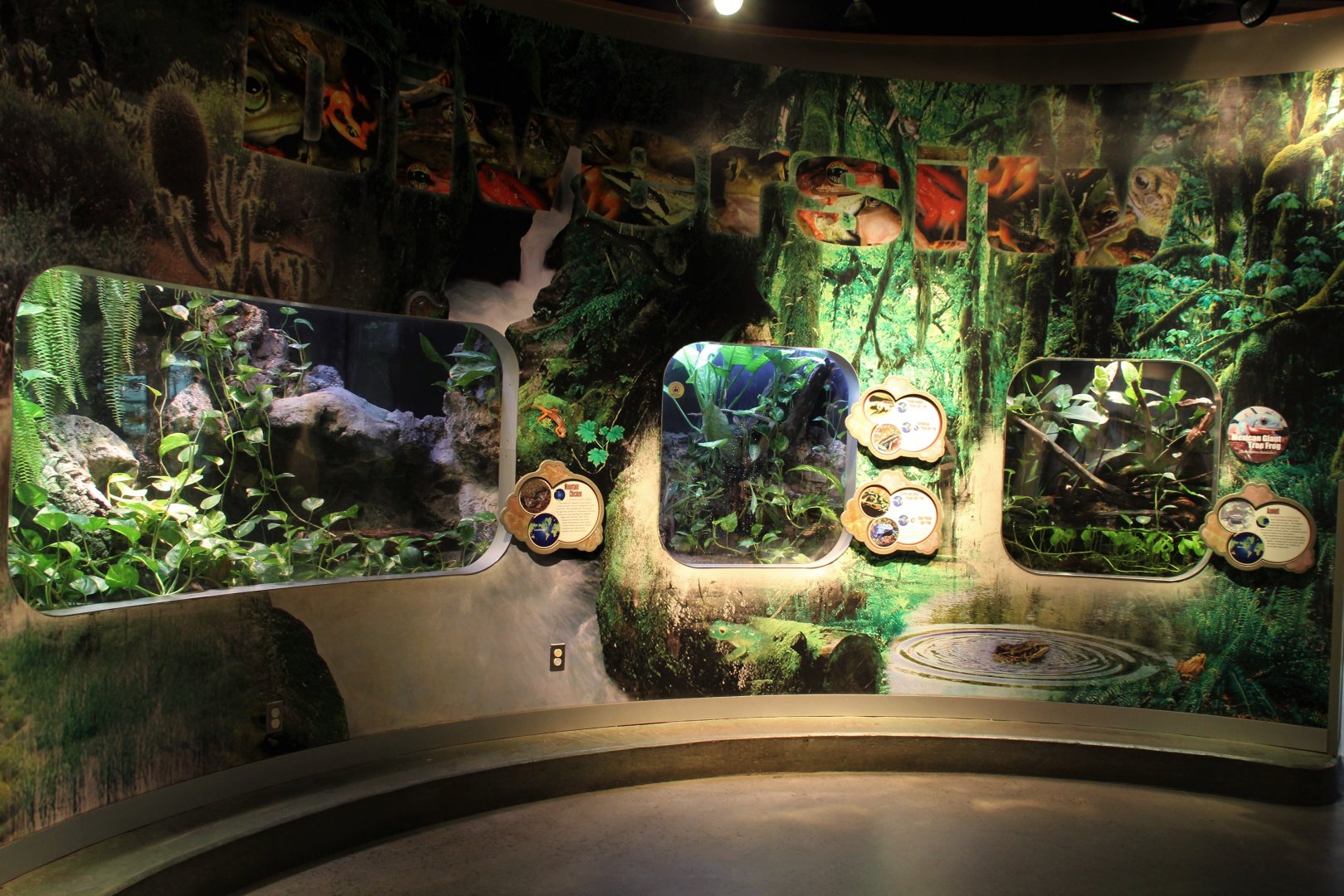 Detroit Zoo - Amphibianville - Summer, 2016