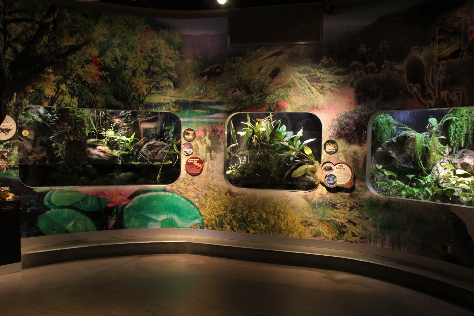 Detroit Zoo - Amphibianville - Summer, 2016