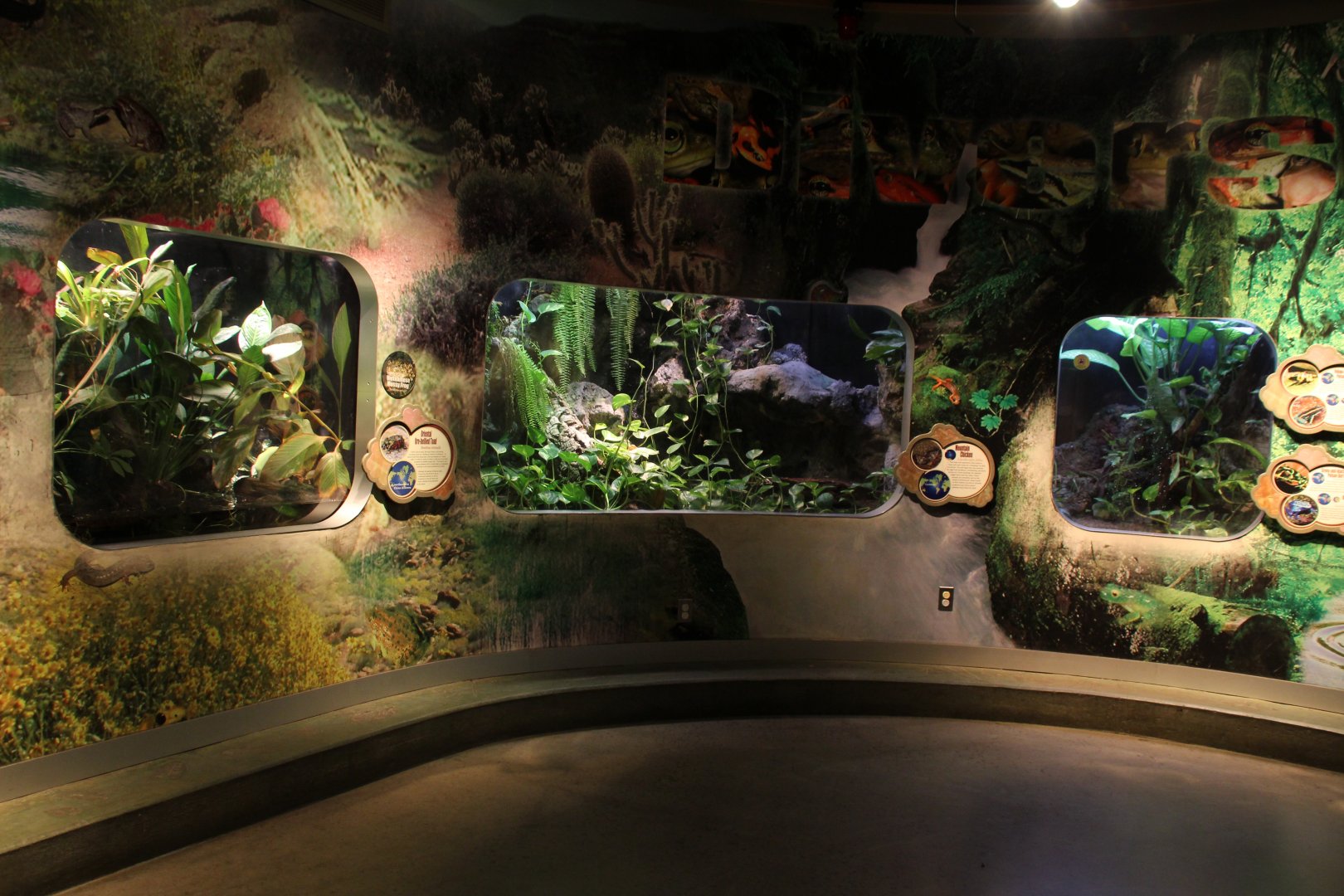 Detroit Zoo - Amphibianville - Summer, 2016