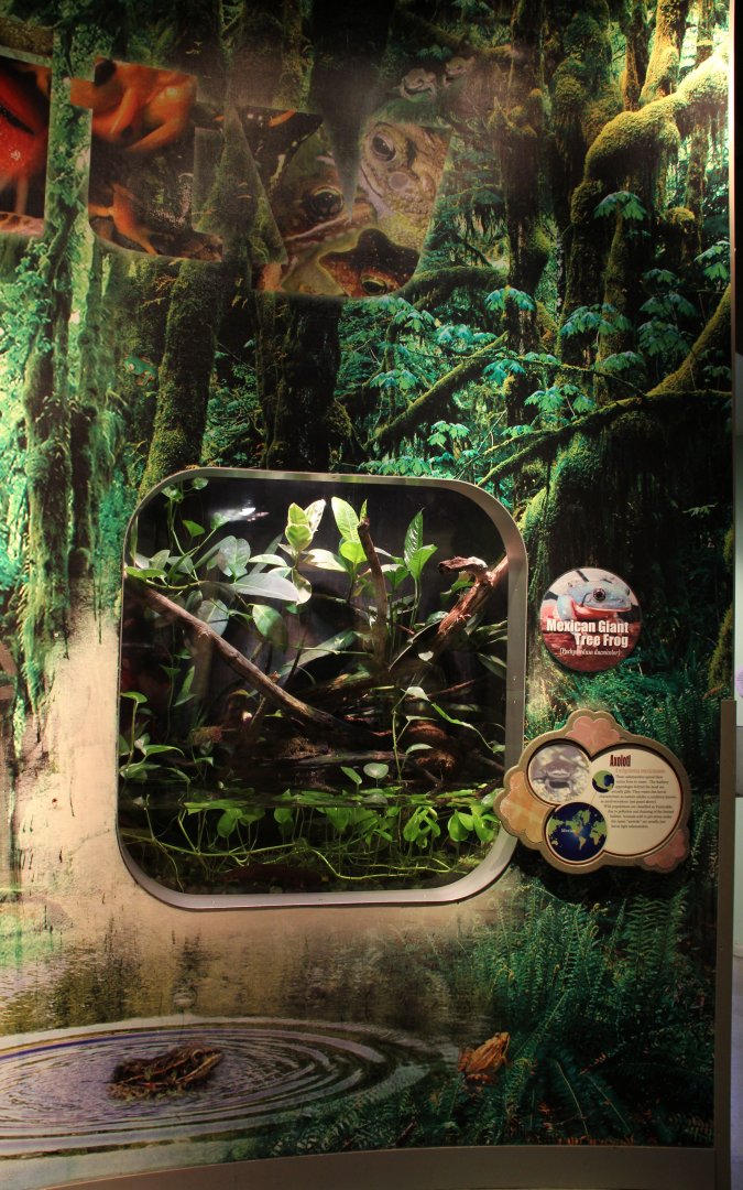 Detroit Zoo - Amphibianville - Summer, 2016