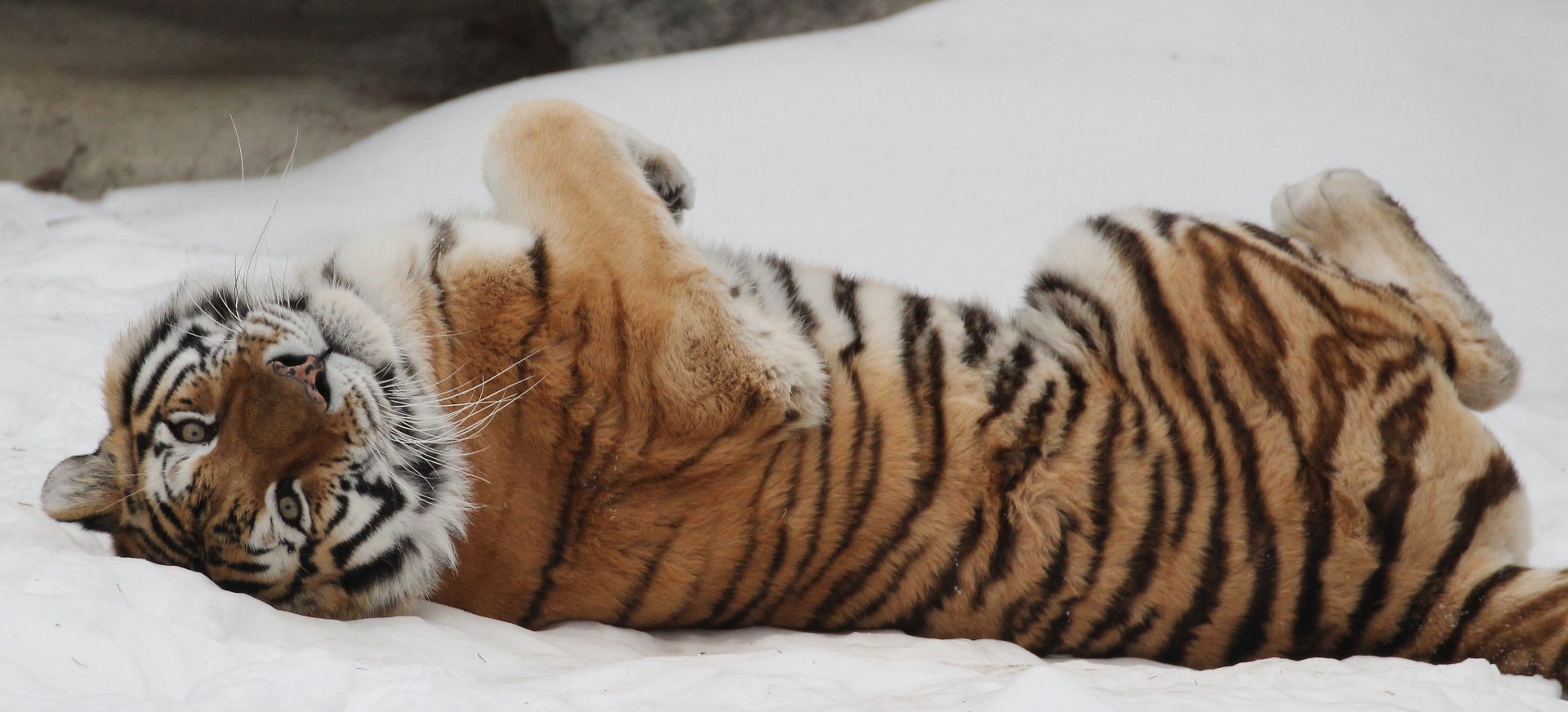 Detroit Zoo - Amur Tiger - December, 2016