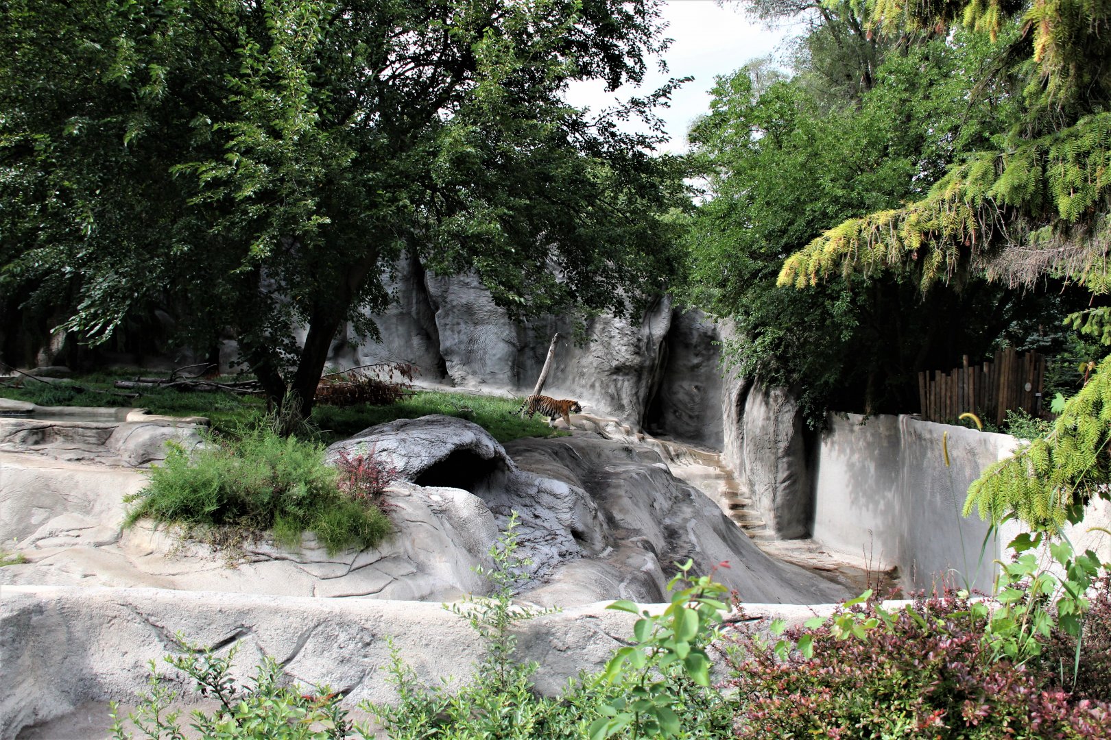 Detroit Zoo - Amur Tiger enclosure - Summer/Fall, 2016