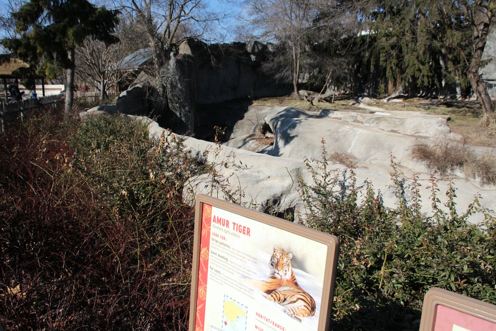 Detroit Zoo - Amur Tiger exhibit