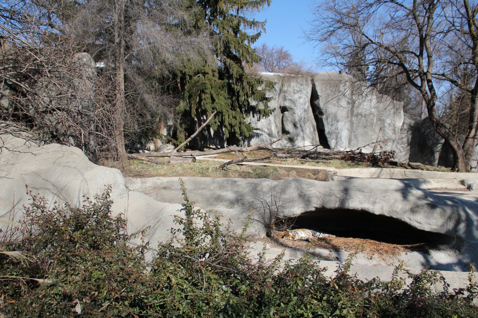 Detroit Zoo - Amur Tiger exhibit