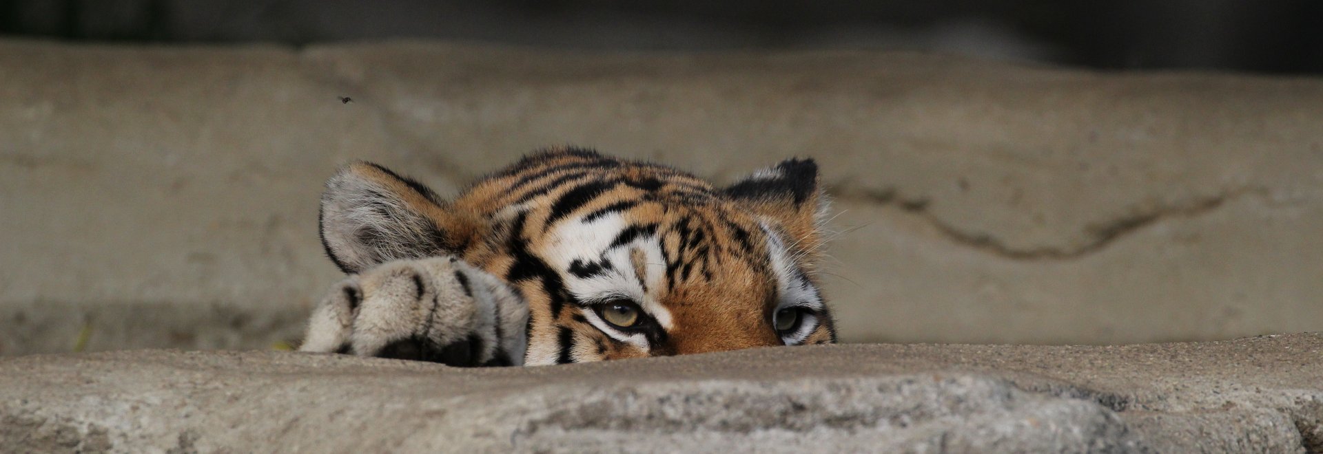 Detroit Zoo - Amur Tiger - October, 2016