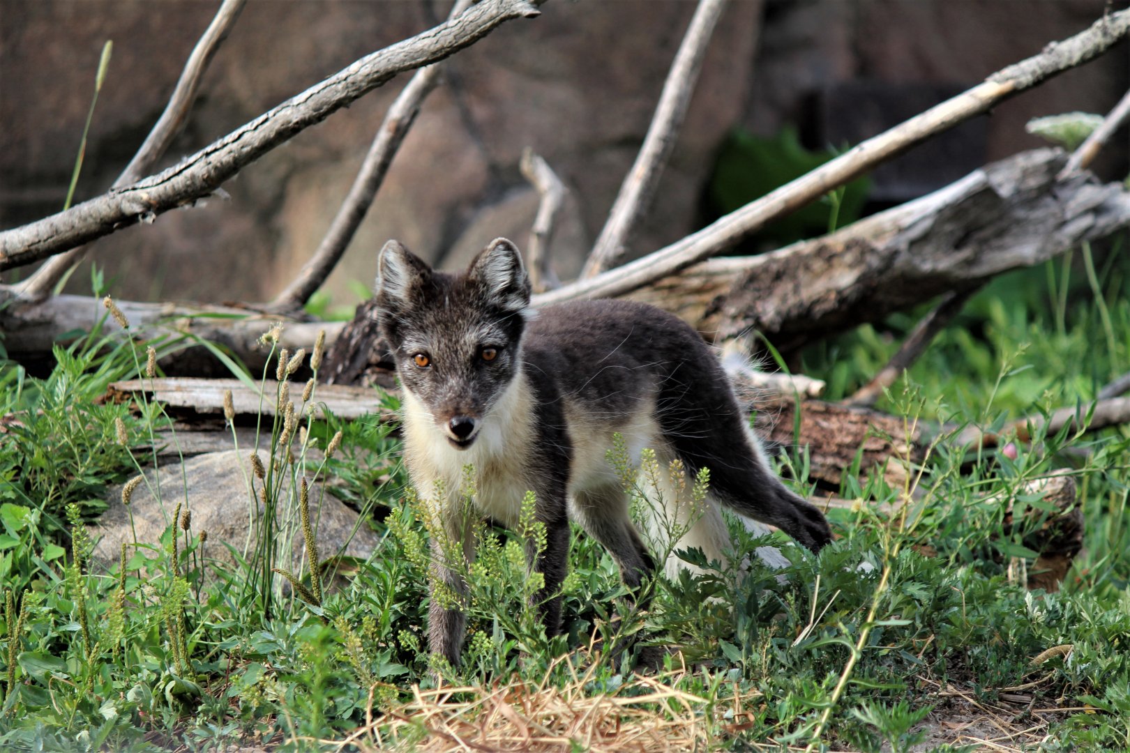 Detroit Zoo - Arctic Fox / Arctic Ring of Life - July, 2016