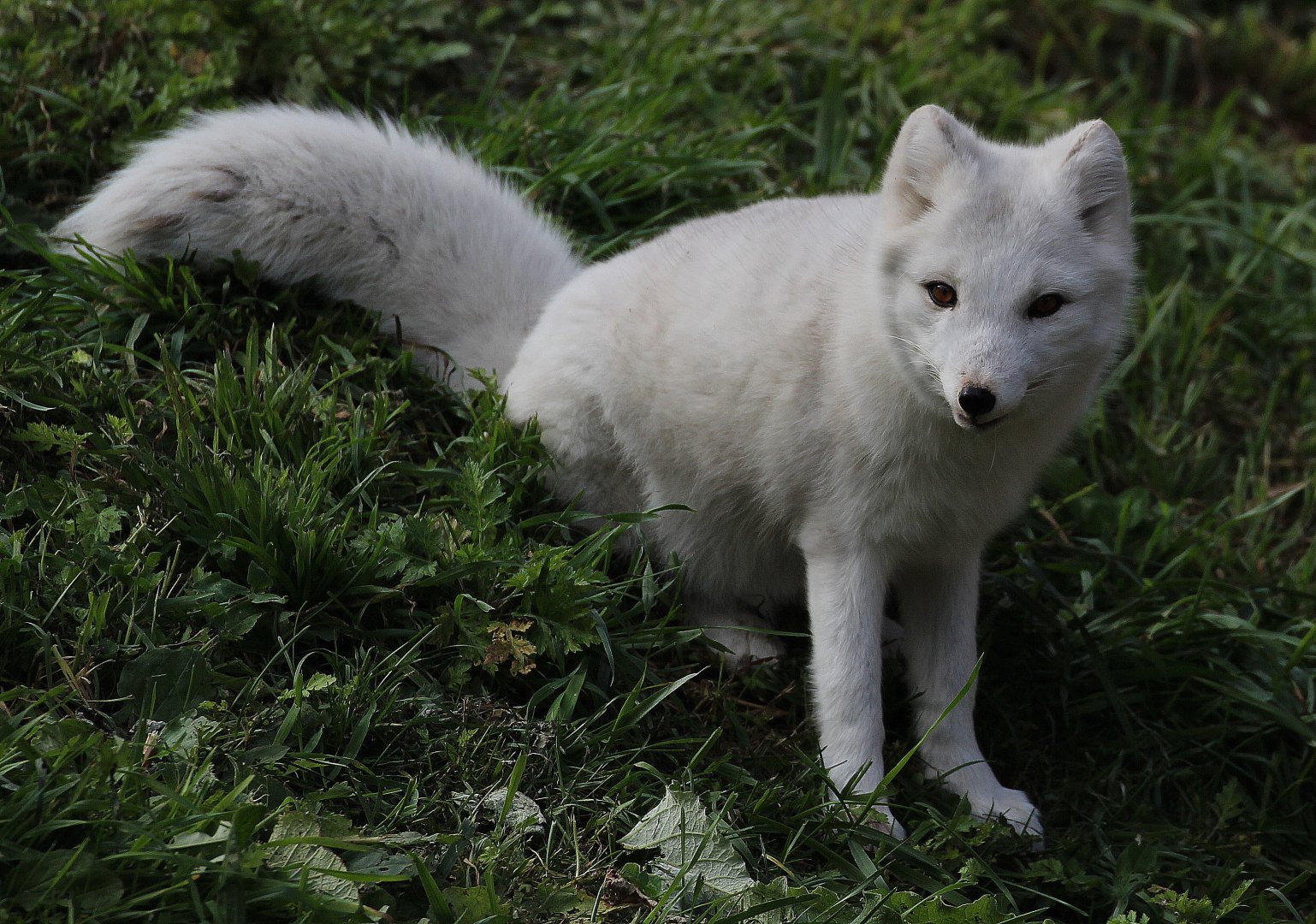 Detroit Zoo - Arctic Fox / Arctic Ring of Life - October, 2016