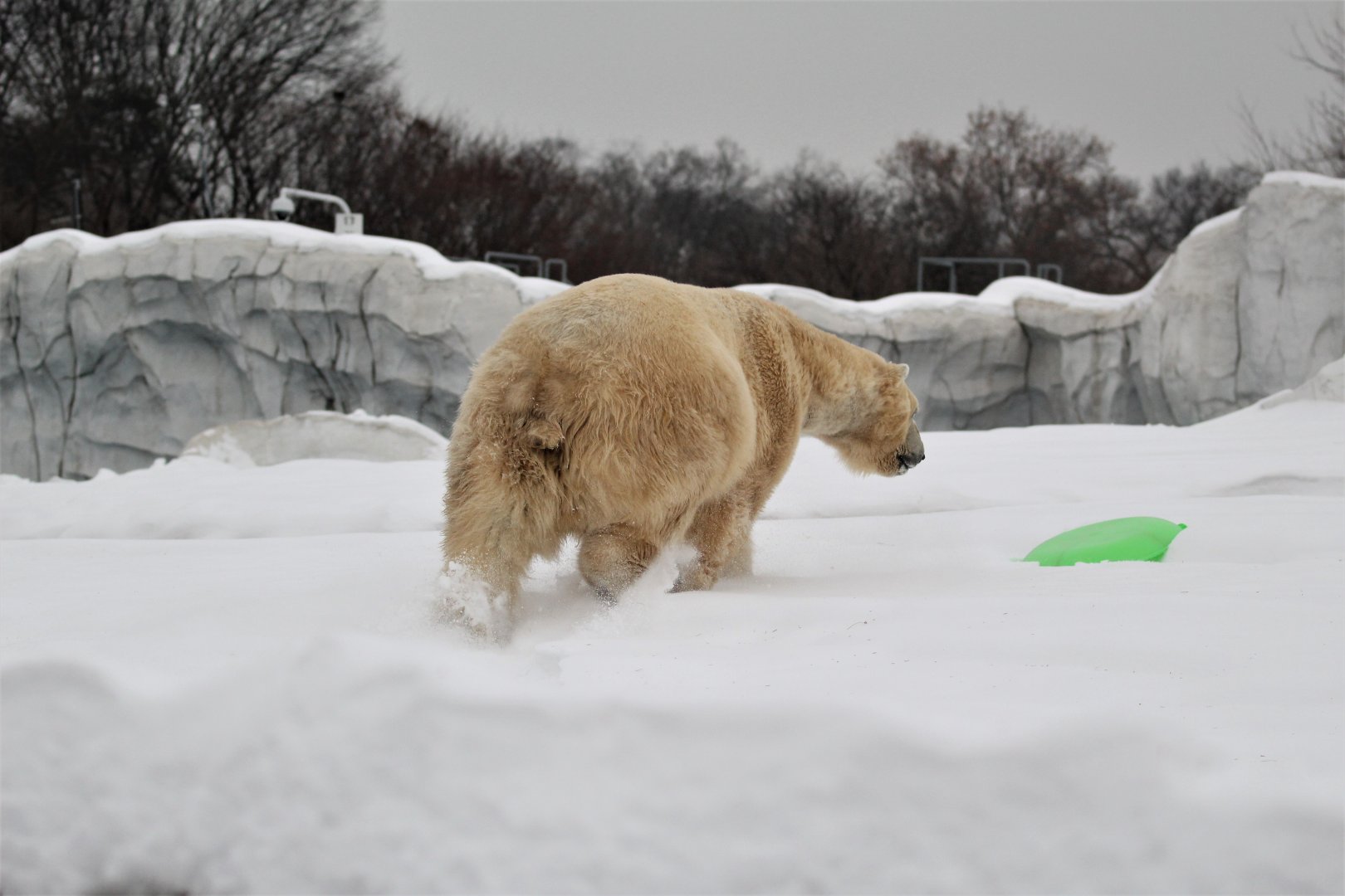 Detroit Zoo - Arctic Ring of Life- December, 2016