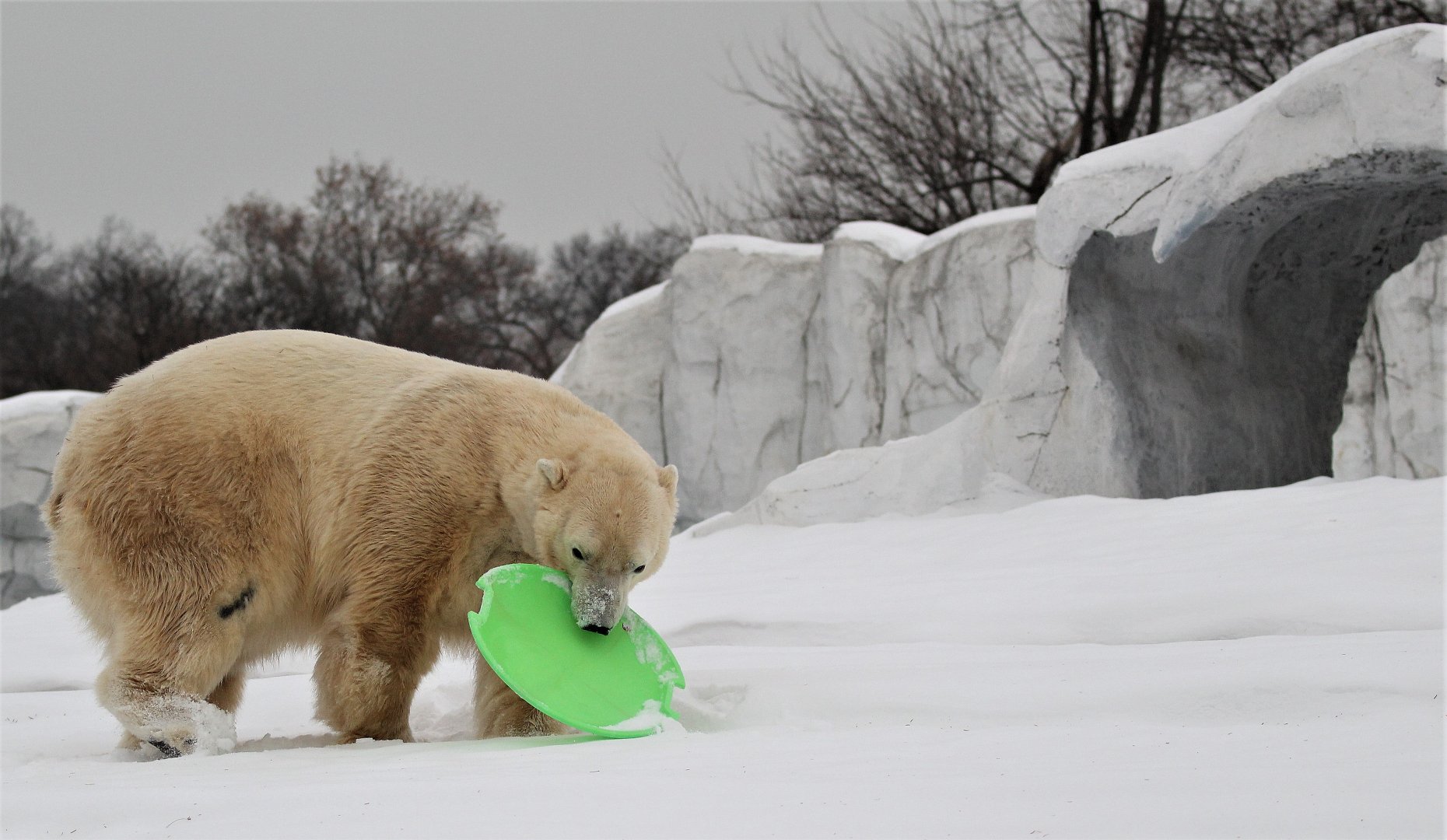 Detroit Zoo - Arctic Ring of Life - December, 2016
