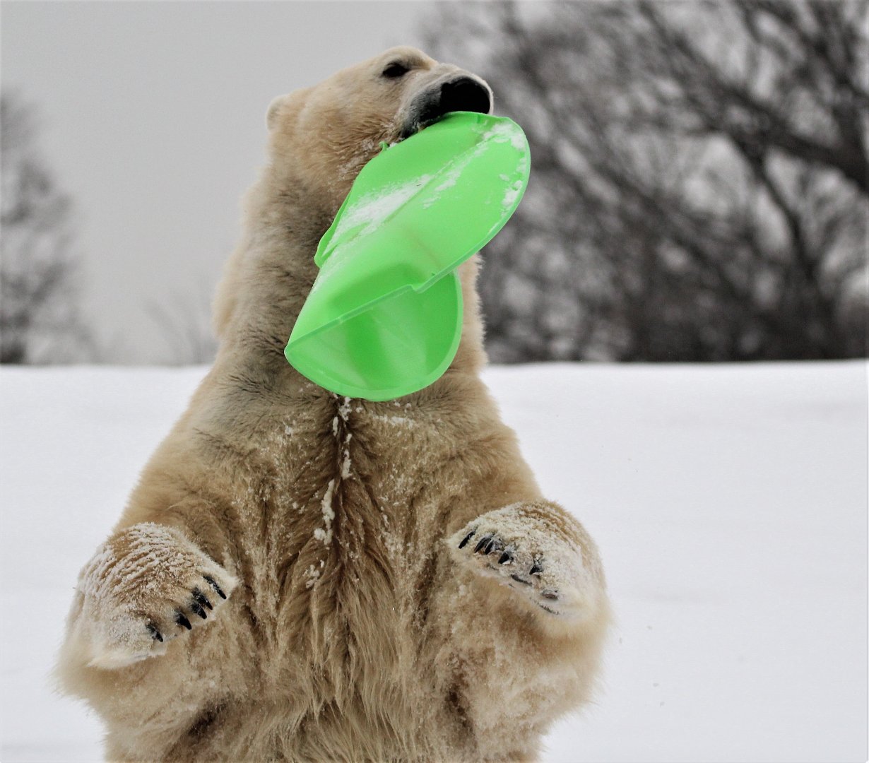Detroit Zoo - Arctic Ring of Life - December, 2016