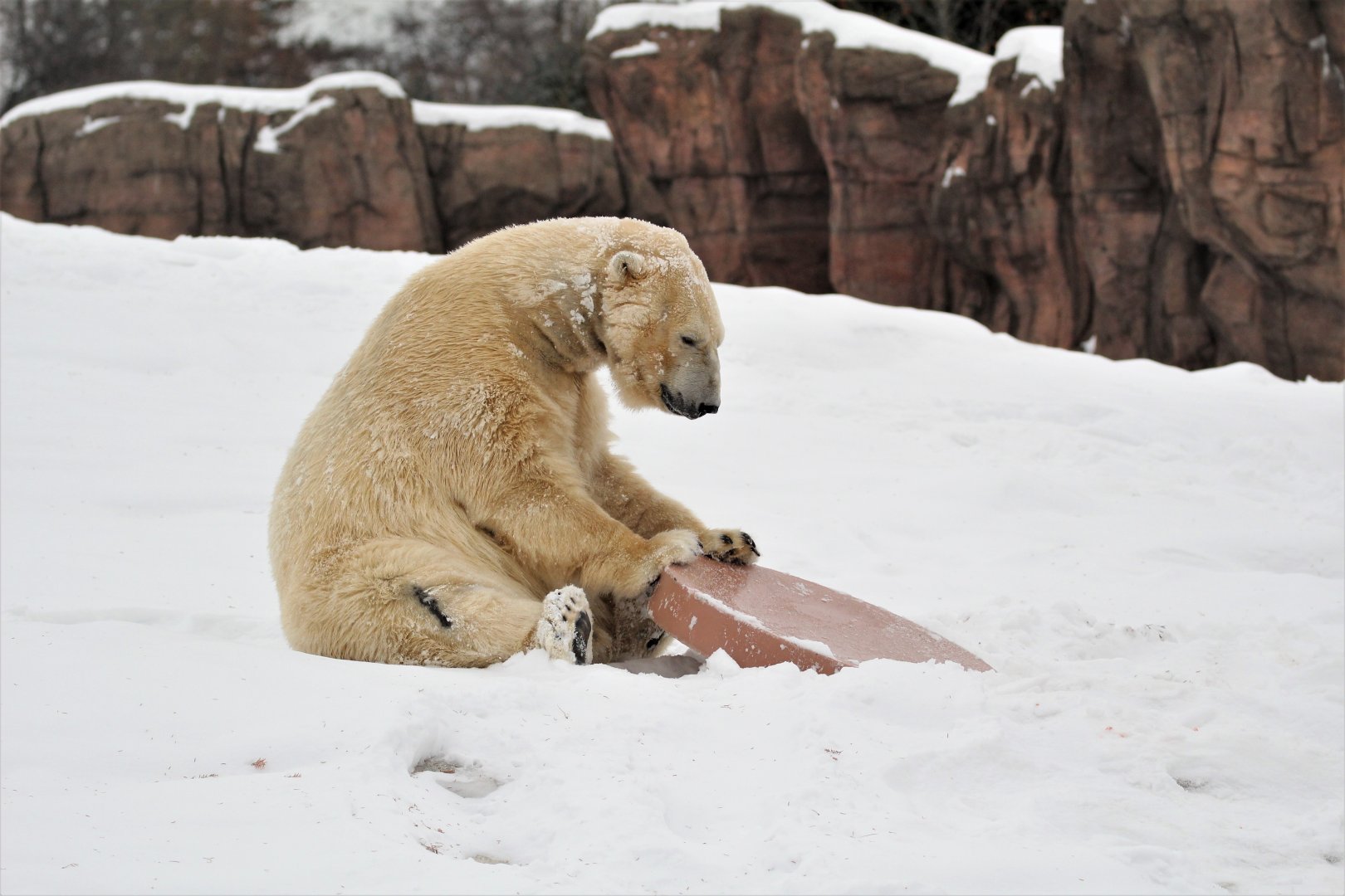 Detroit Zoo - Arctic Ring of Life - December, 2016
