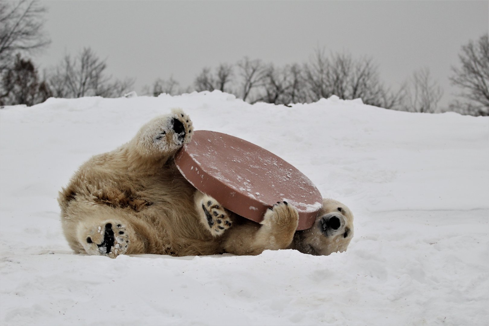 Detroit Zoo - Arctic Ring of Life - December, 2016