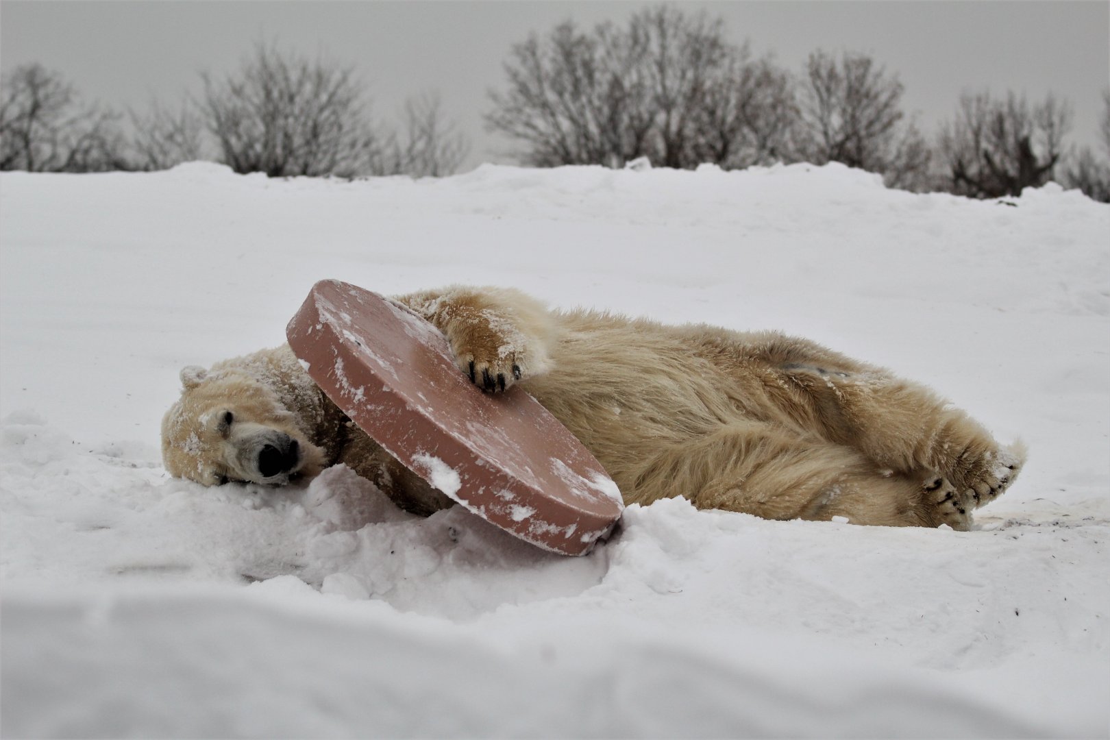 Detroit Zoo - Arctic Ring of Life - December, 2016