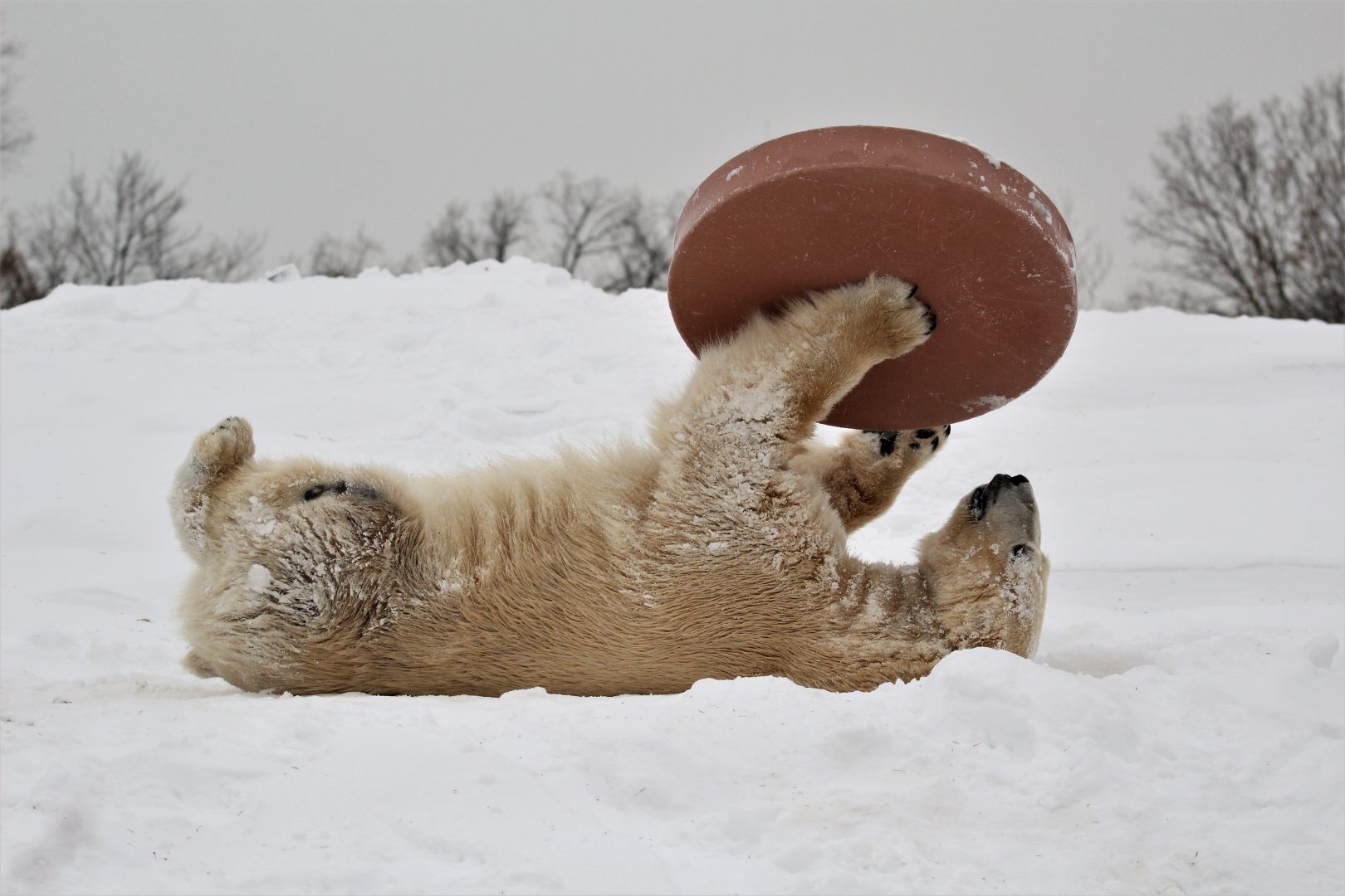 Detroit Zoo - Arctic Ring of Life - December, 2016