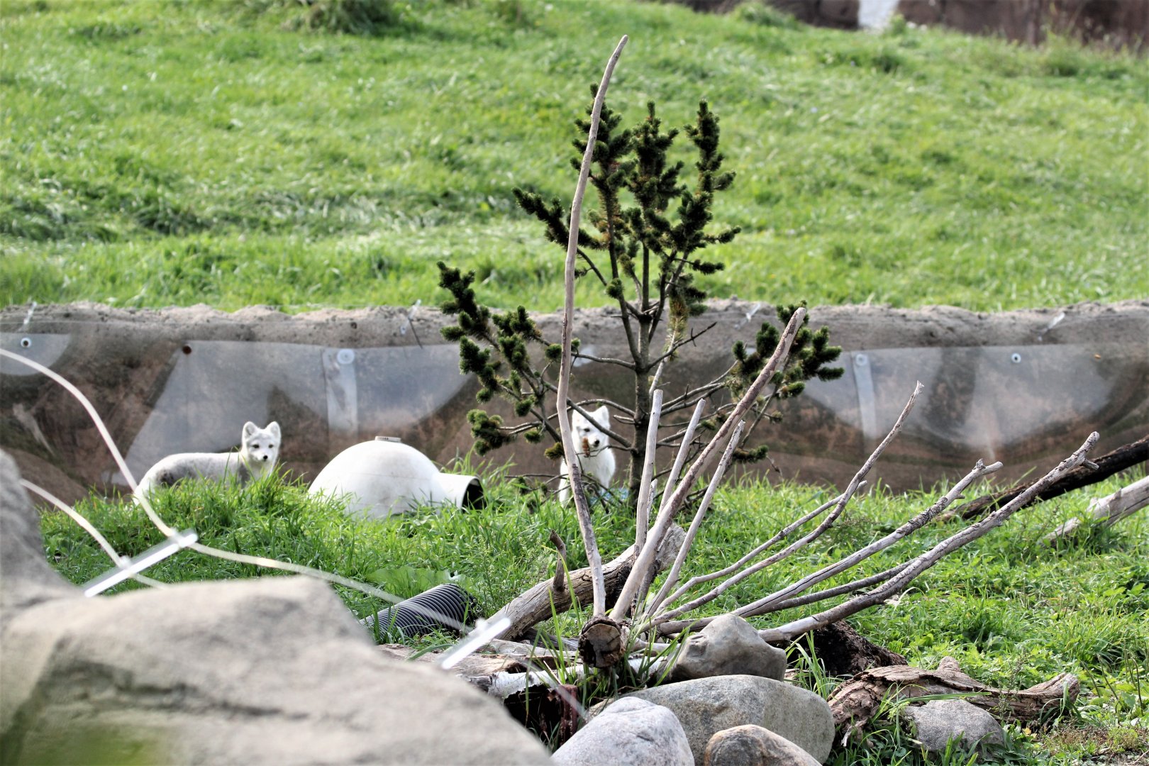 Detroit Zoo - Arctic Ring of Life- Summer/Fall, 2016