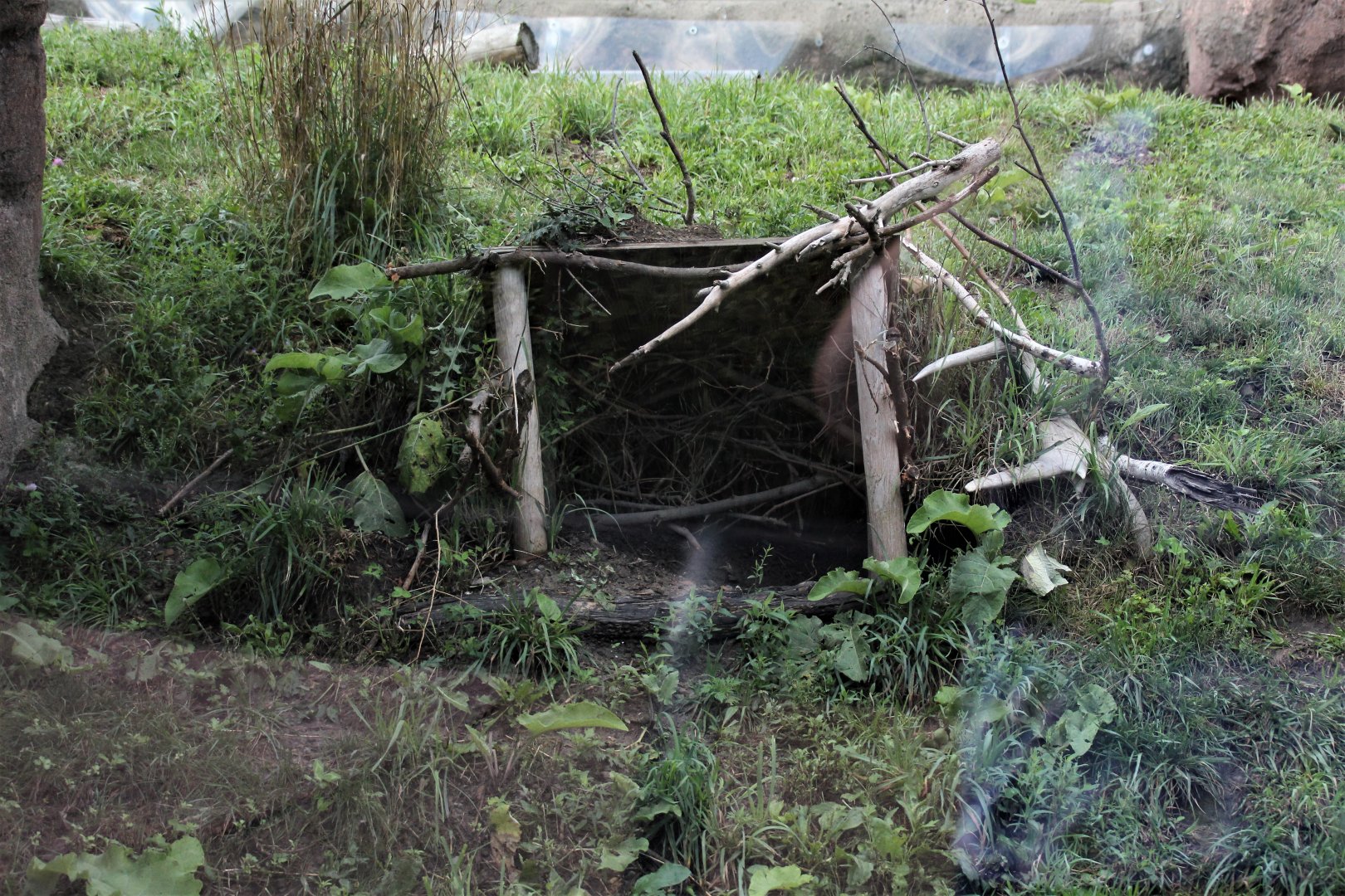 Detroit Zoo - Arctic Ring of Life- Summer/Fall, 2016