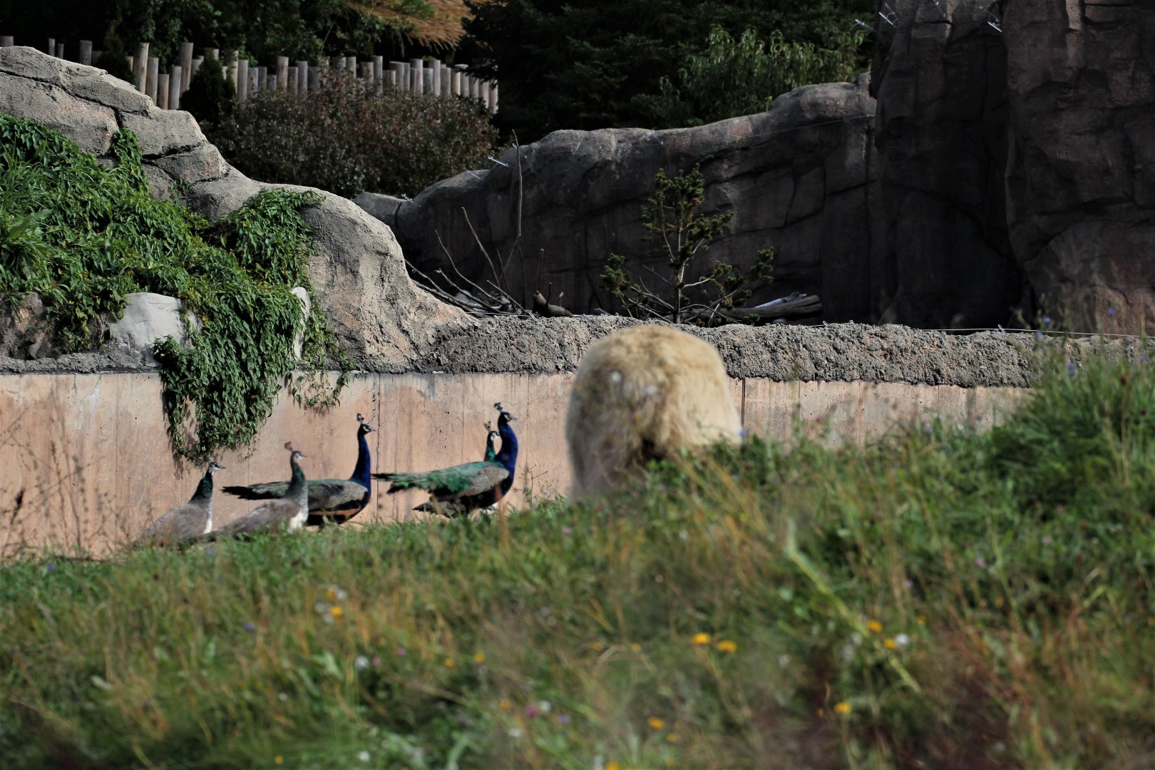 Detroit Zoo - Arctic Ring of Life- Summer/Fall, 2016