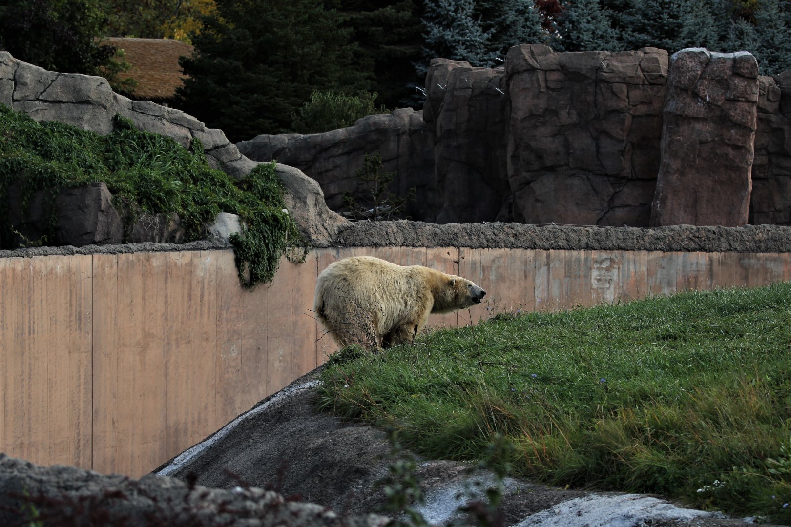 Detroit Zoo - Arctic Ring of Life- Summer/Fall, 2016