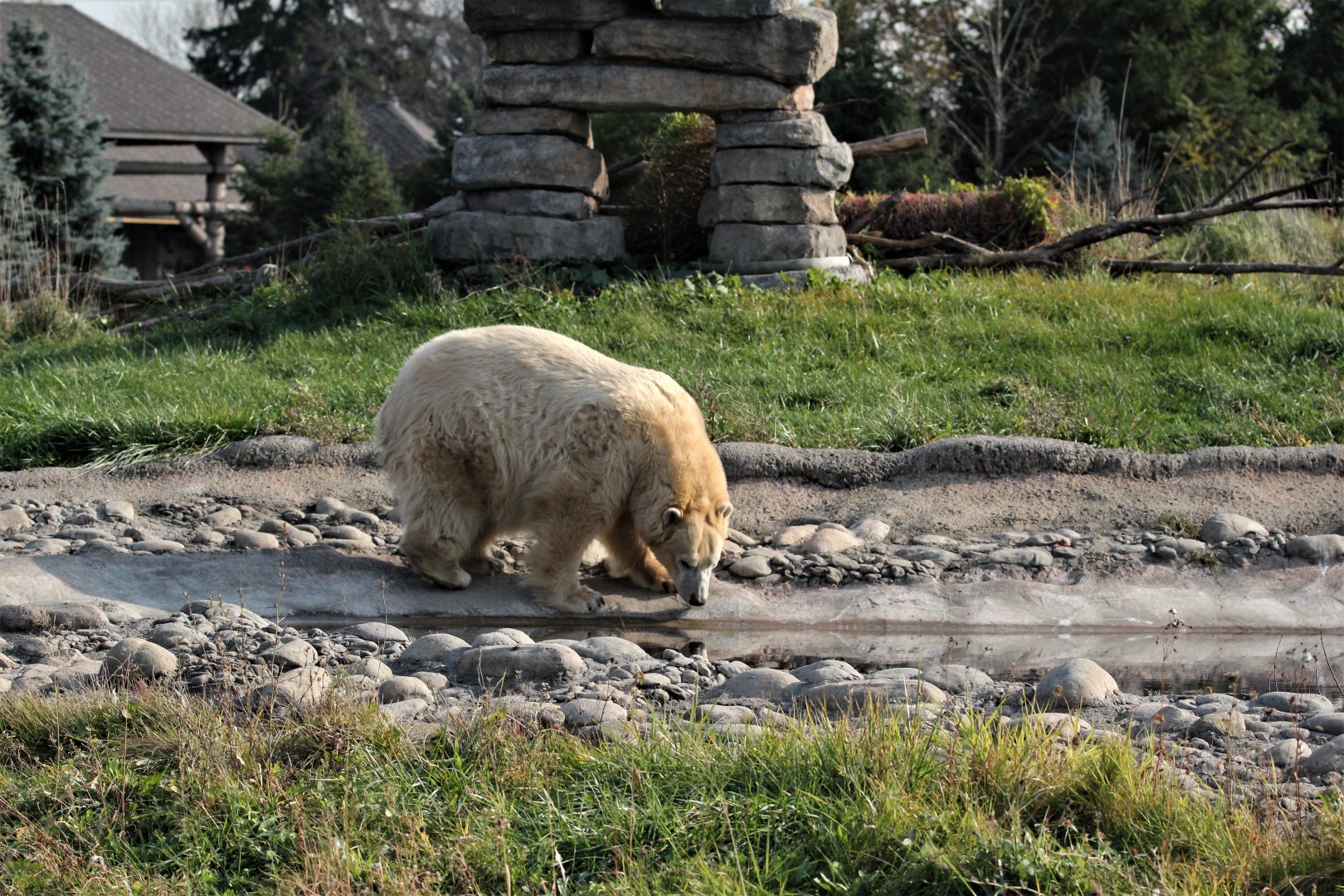 Detroit Zoo - Arctic Ring of Life- Summer/Fall, 2016