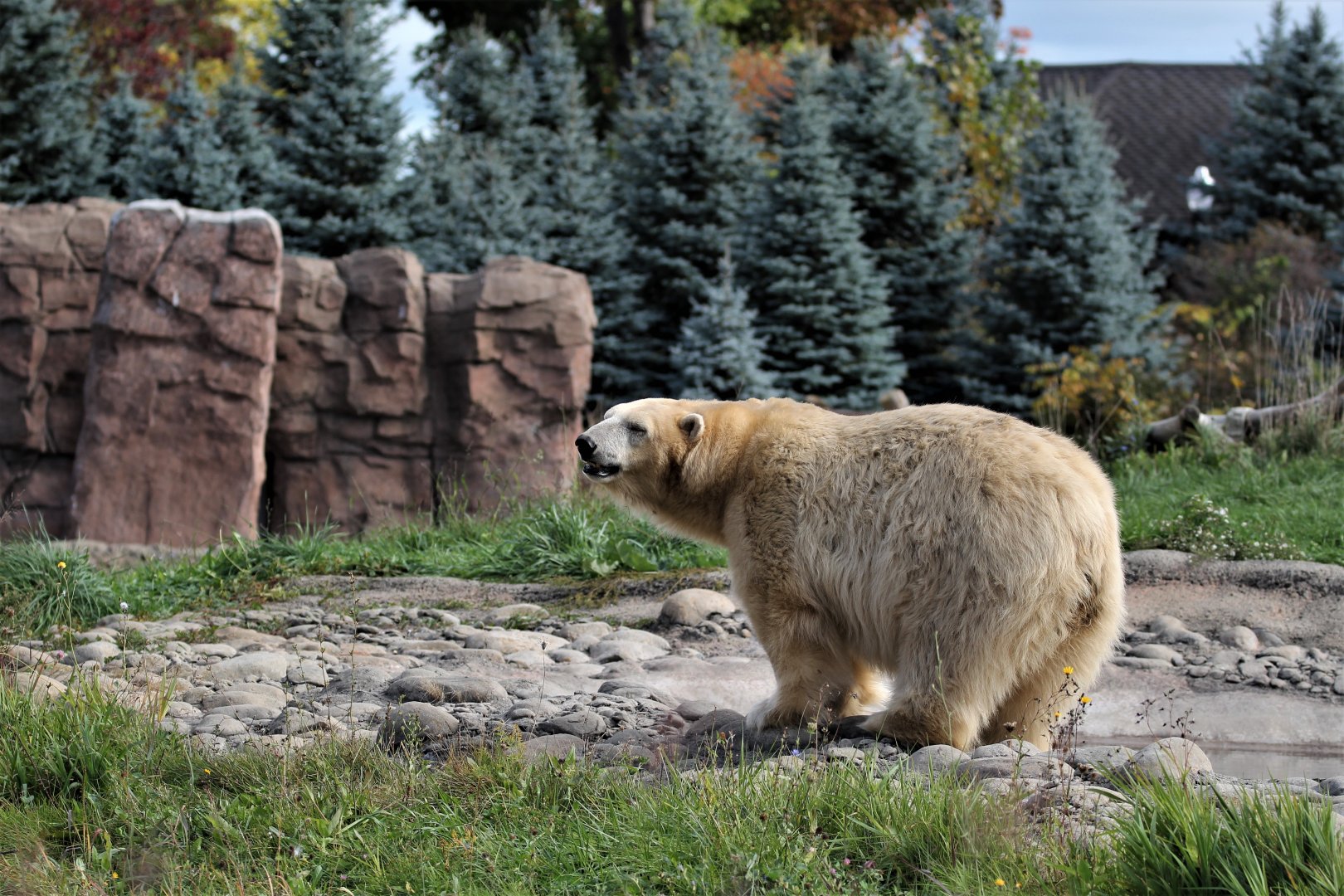 Detroit Zoo - Arctic Ring of Life- Summer/Fall, 2016