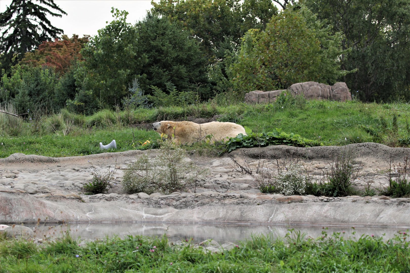 Detroit Zoo - Arctic Ring of Life- Summer/Fall, 2016