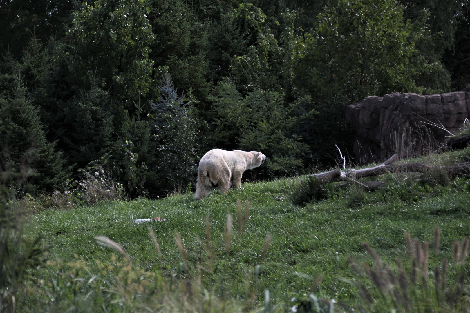Detroit Zoo - Arctic Ring of Life- Summer/Fall, 2016