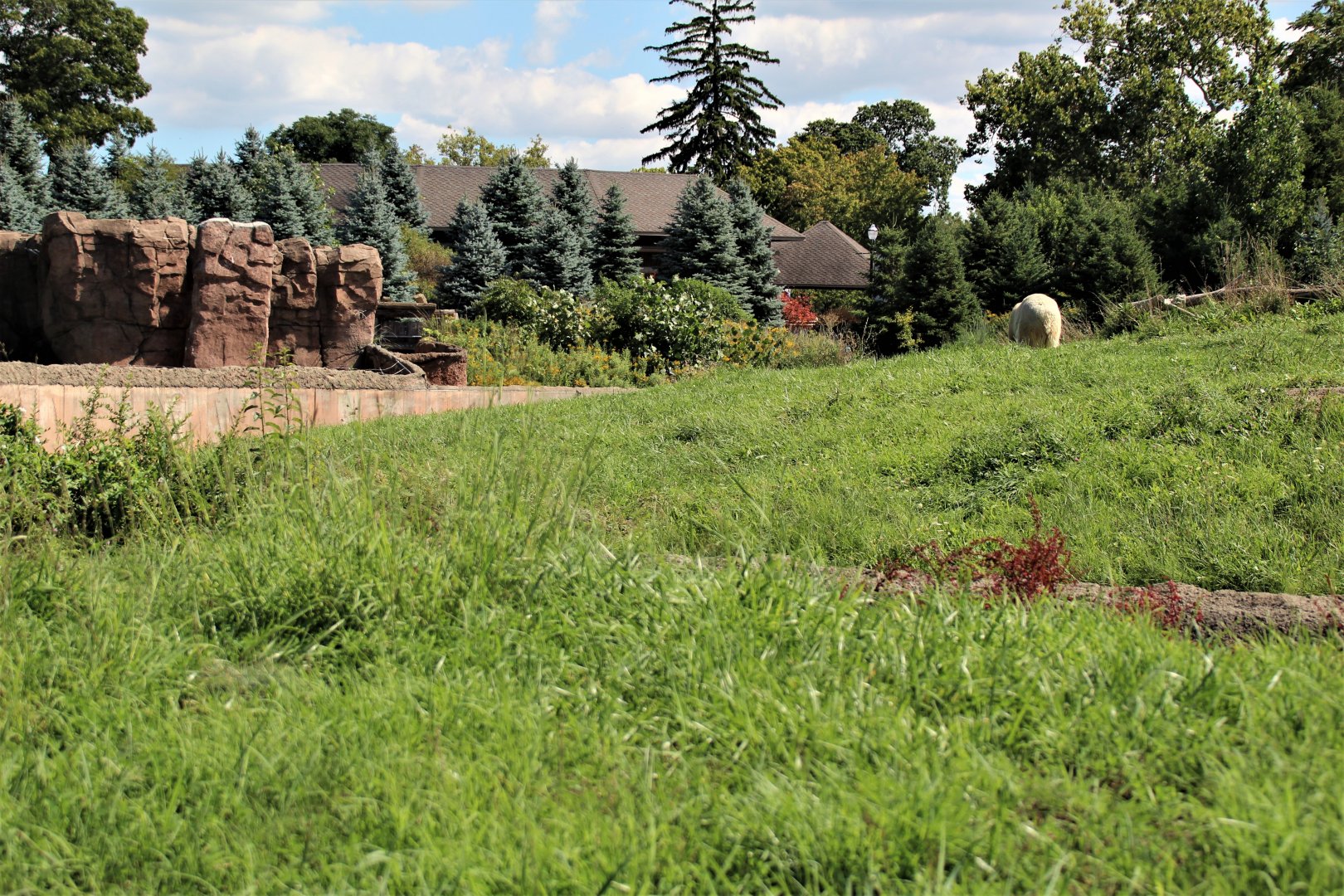 Detroit Zoo - Arctic Ring of Life- Summer/Fall, 2016