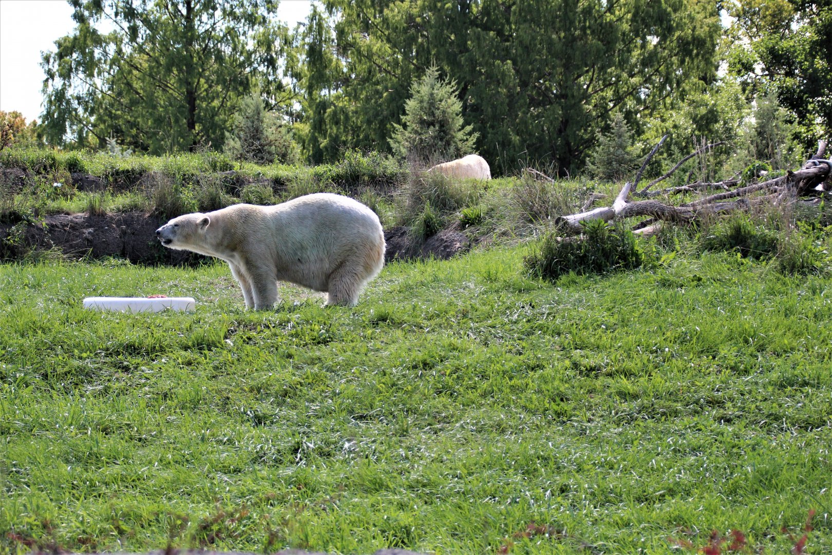 Detroit Zoo - Arctic Ring of Life- Summer/Fall, 2016