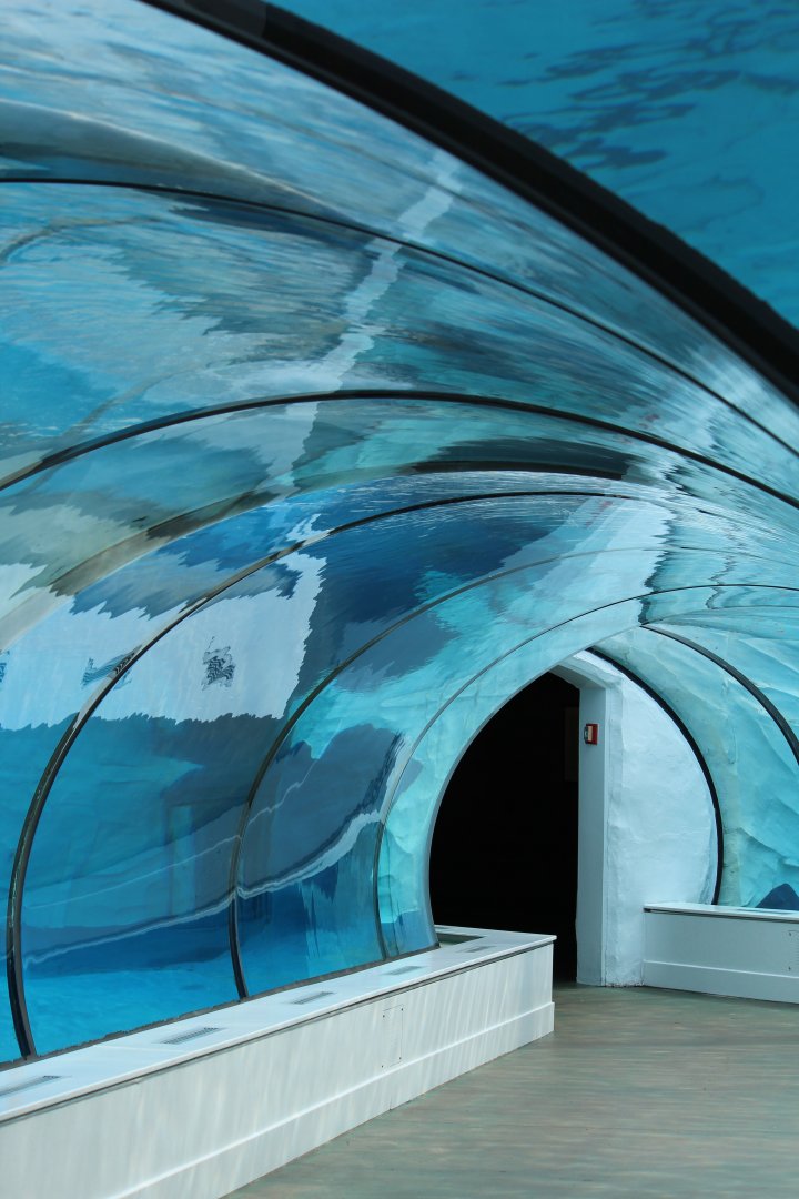 Detroit Zoo - Arctic Ring of Life- Summer/Fall, 2016