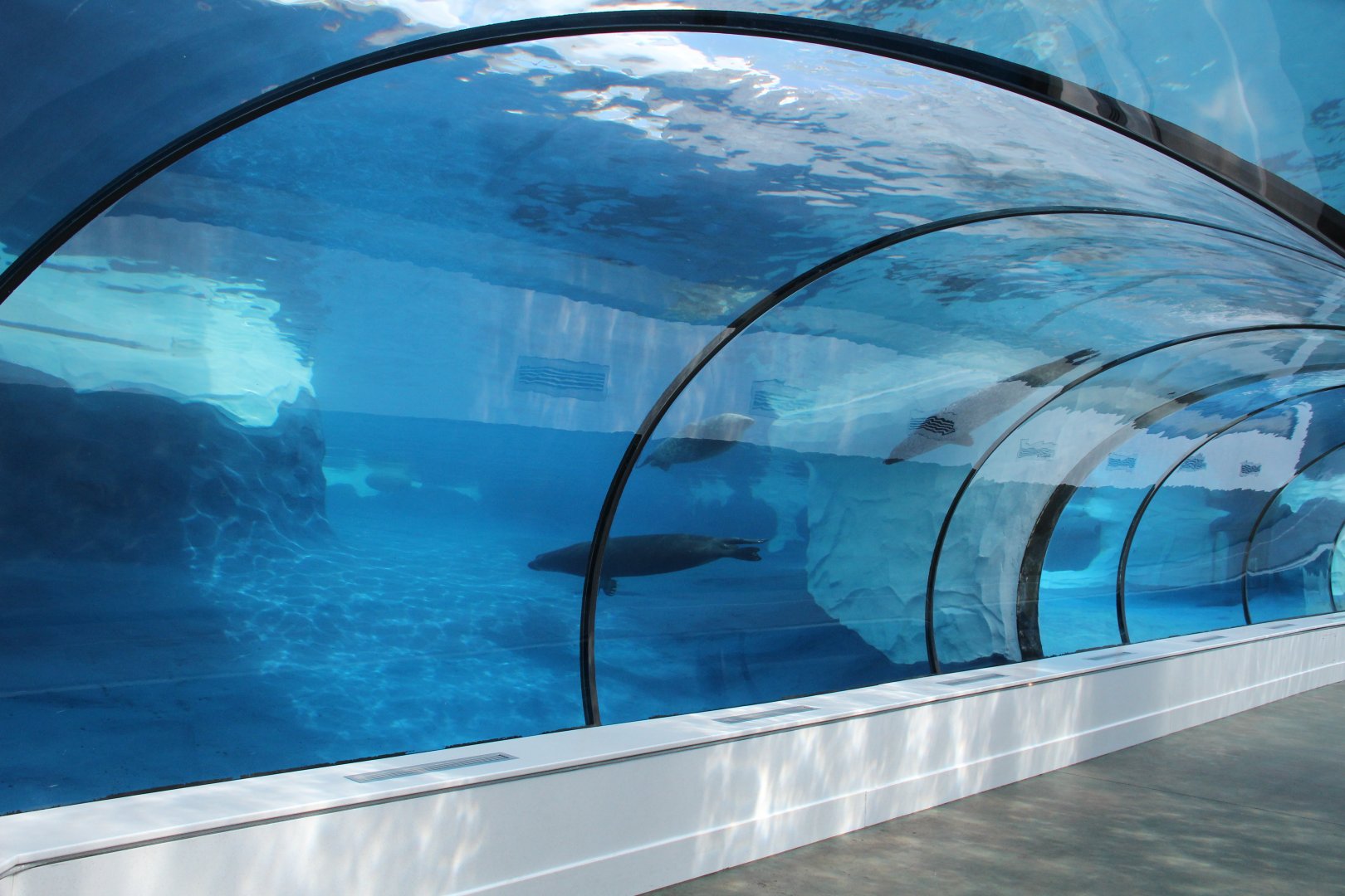 Detroit Zoo - Arctic Ring of Life- Summer/Fall, 2016