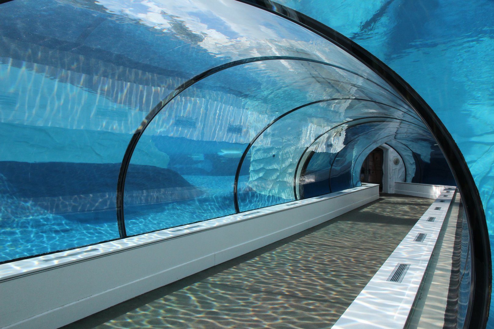 Detroit Zoo - Arctic Ring of Life- Summer/Fall, 2016