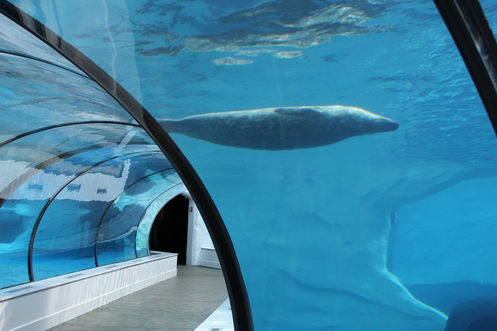 Detroit Zoo - Arctic Ring of Life- Summer/Fall, 2016
