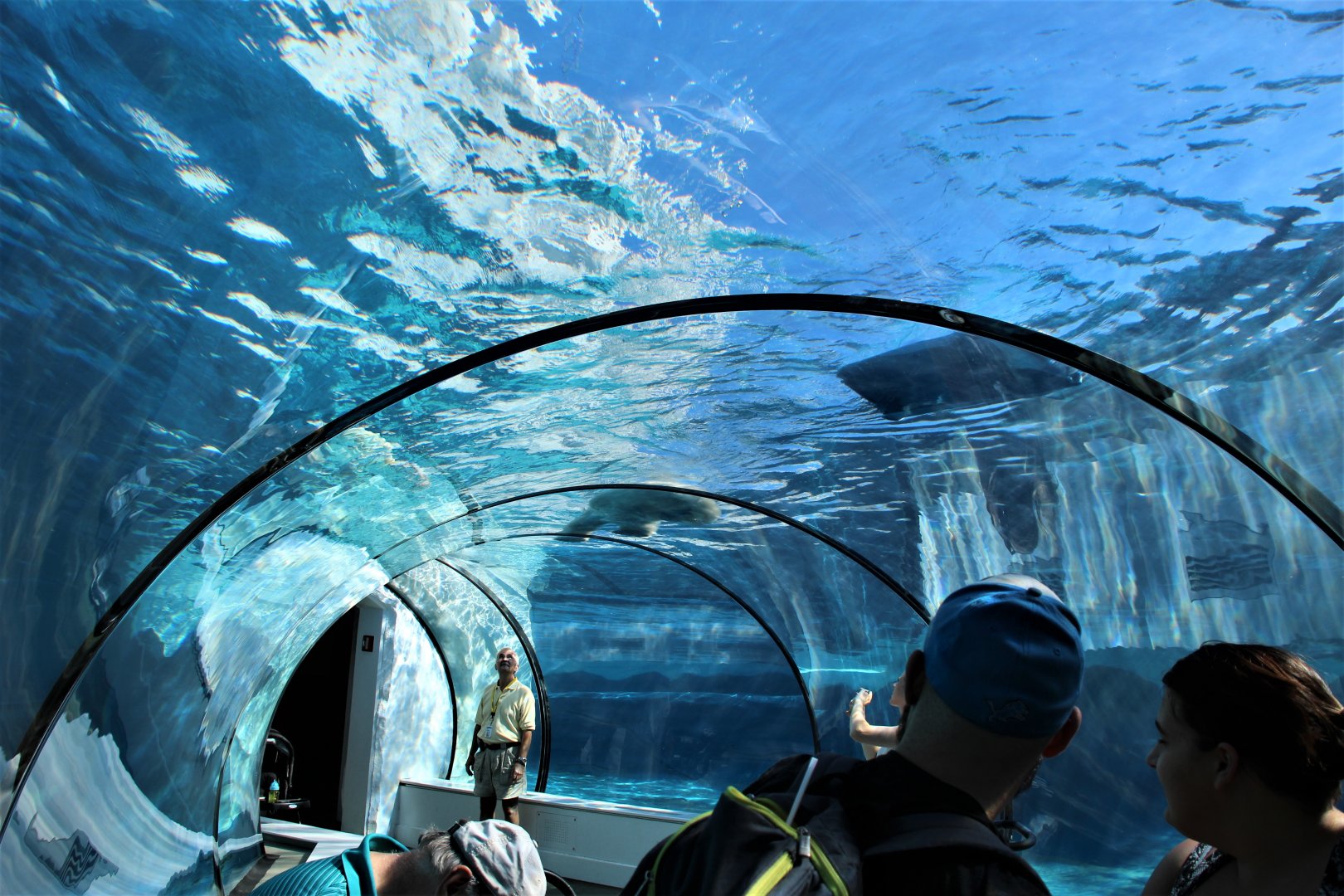 Detroit Zoo - Arctic Ring of Life- Summer/Fall, 2016