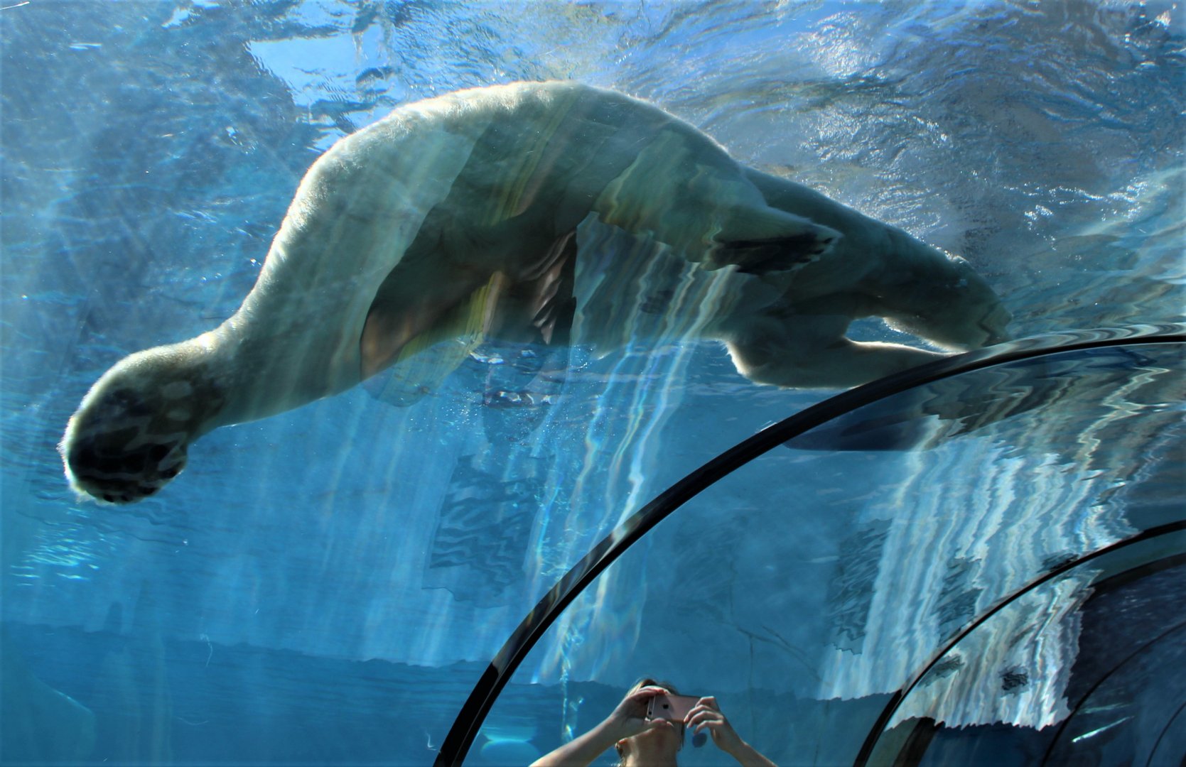 Detroit Zoo - Arctic Ring of Life- Summer/Fall, 2016