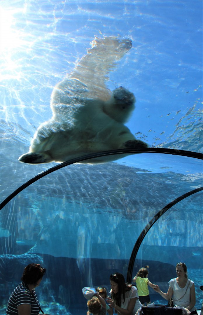 Detroit Zoo - Arctic Ring of Life- Summer/Fall, 2016