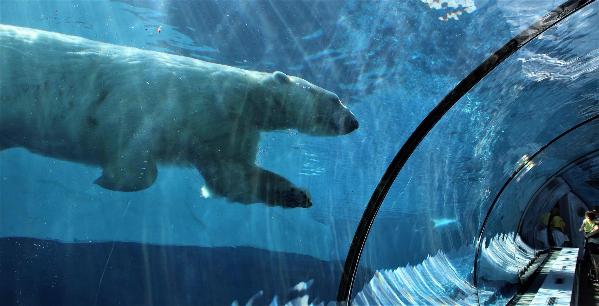 Detroit Zoo - Arctic Ring of Life- Summer/Fall, 2016