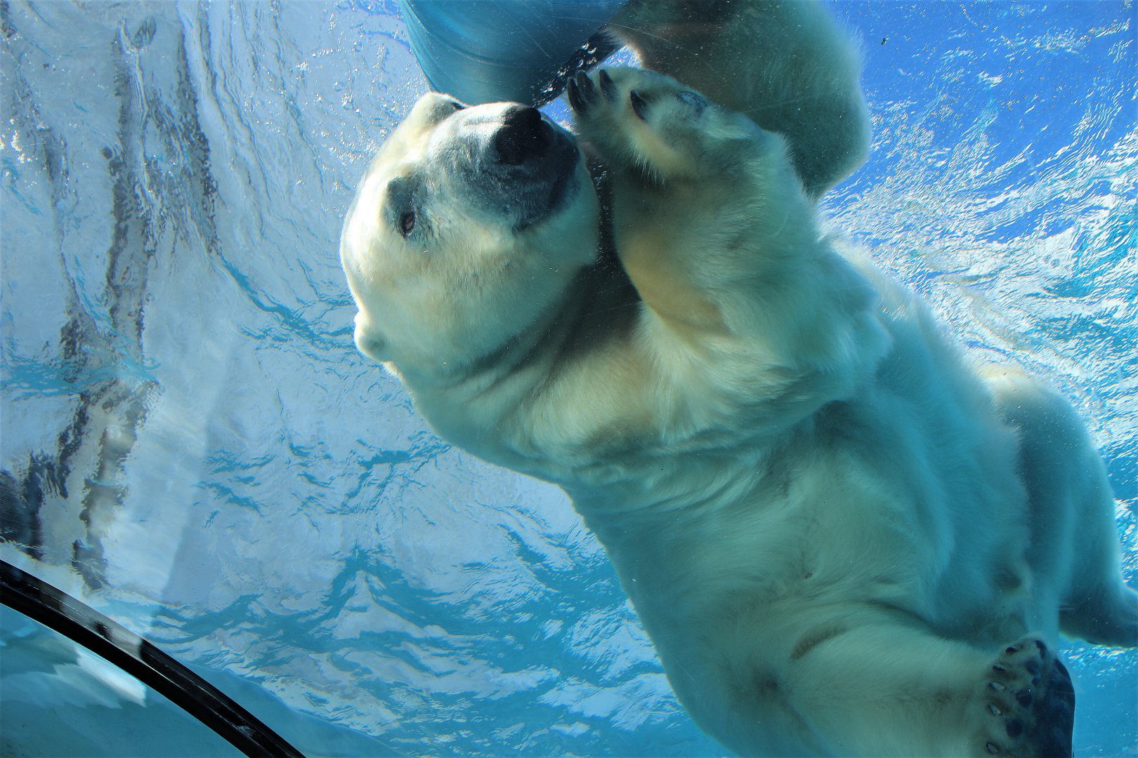 Detroit Zoo - Arctic Ring of Life- Summer/Fall, 2016