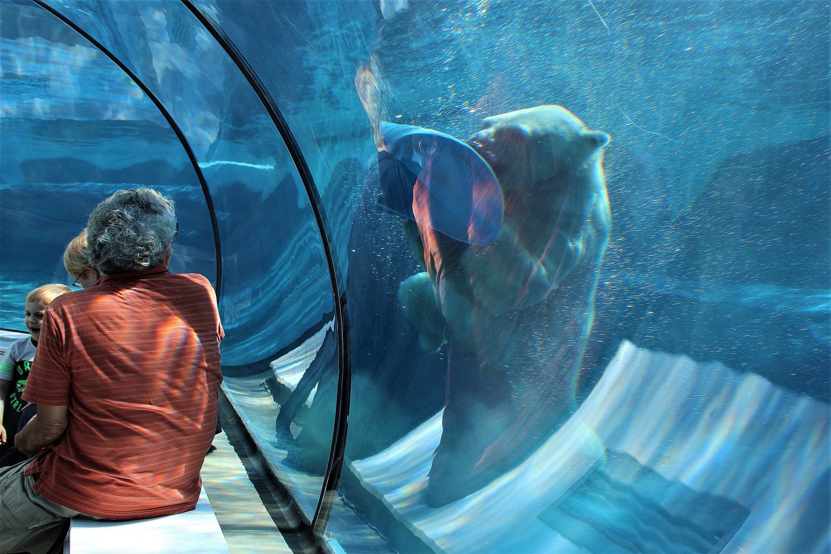 Detroit Zoo - Arctic Ring of Life- Summer/Fall, 2016