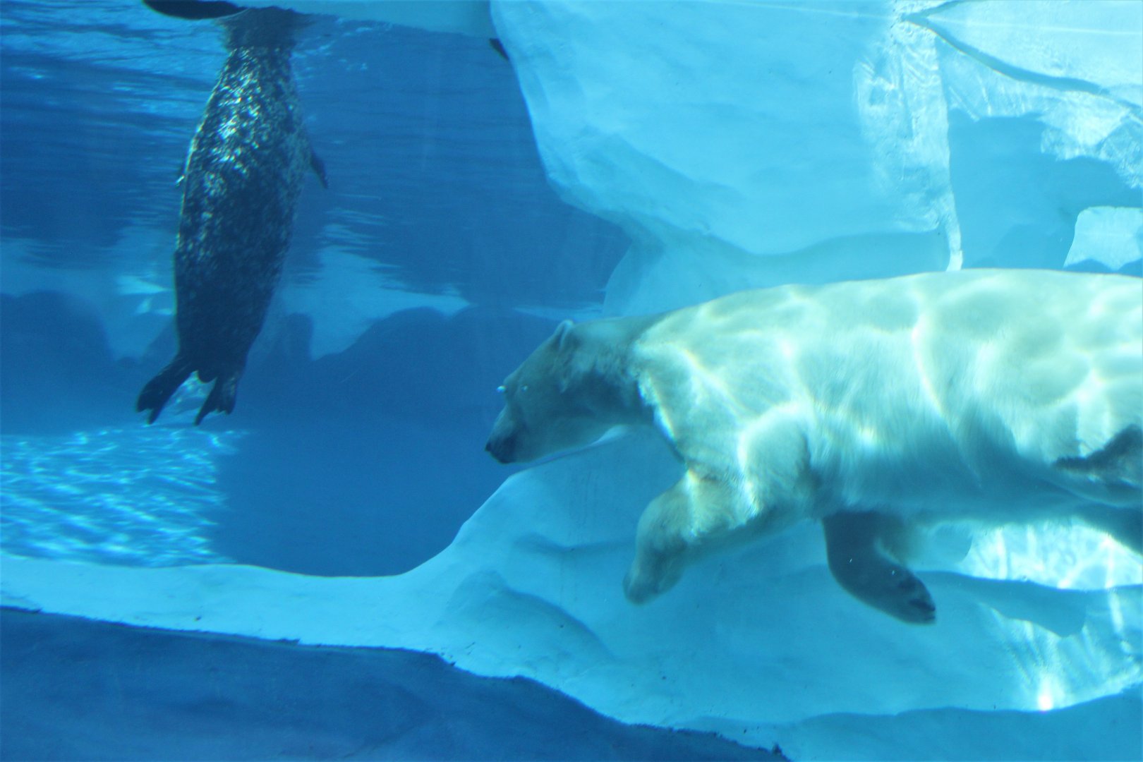 Detroit Zoo - Arctic Ring of Life- Summer/Fall, 2016