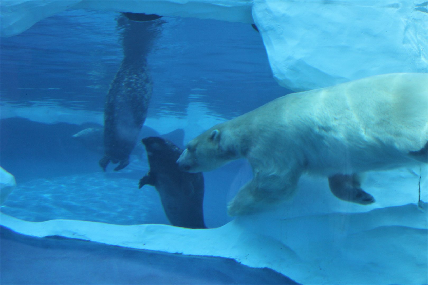 Detroit Zoo - Arctic Ring of Life- Summer/Fall, 2016