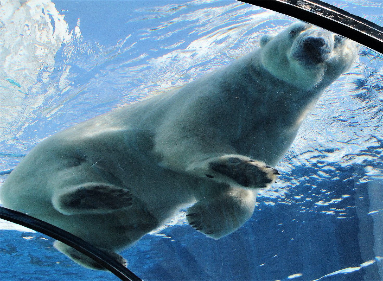 Detroit Zoo - Arctic Ring of Life- Summer/Fall, 2016
