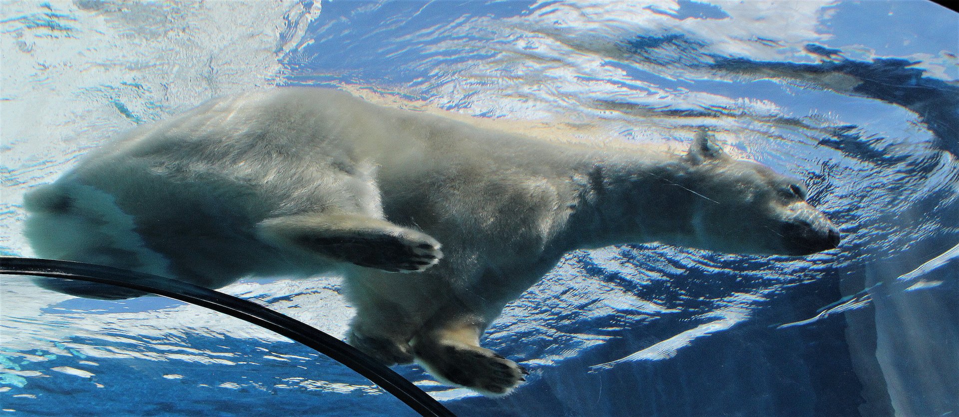 Detroit Zoo - Arctic Ring of Life- Summer/Fall, 2016