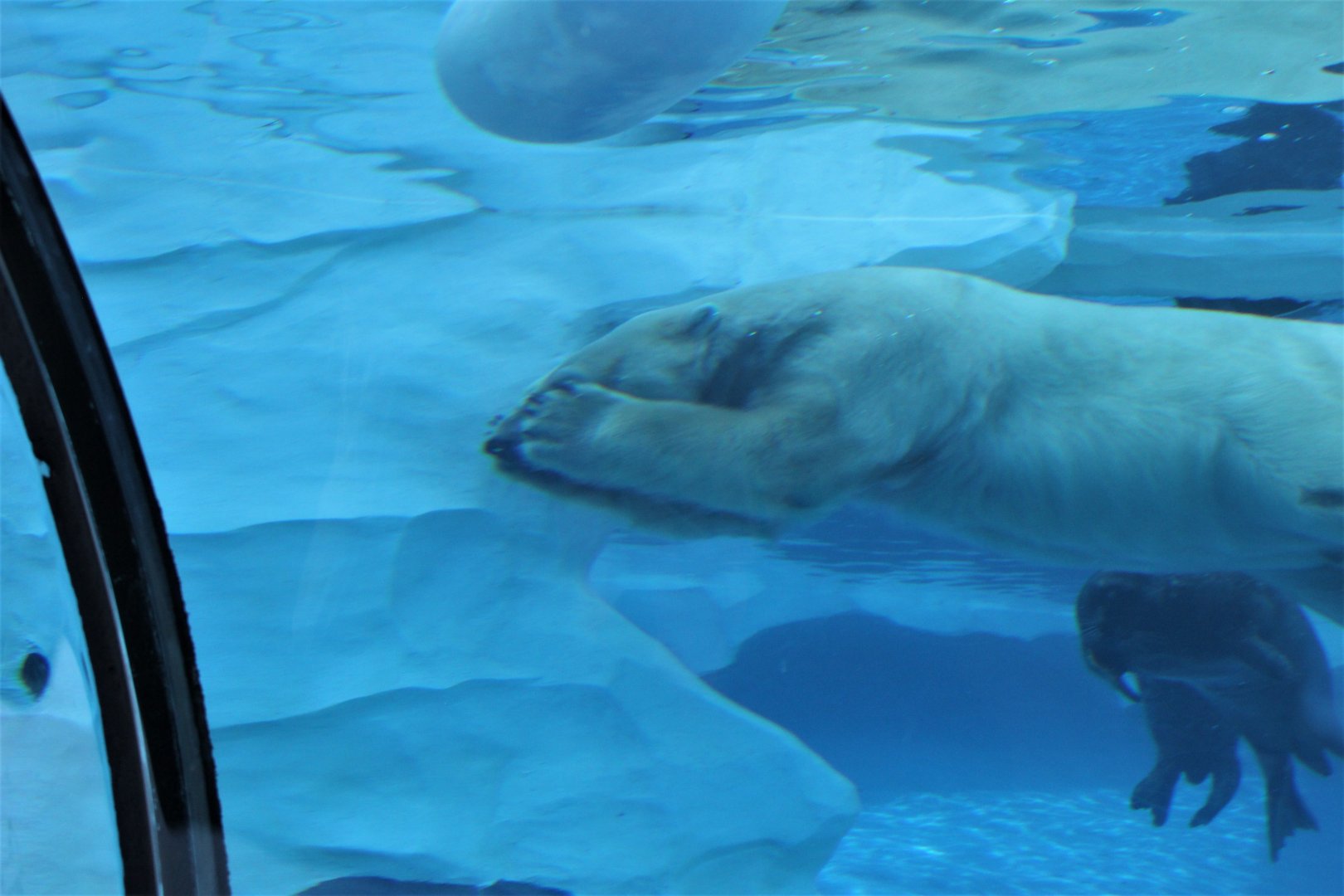 Detroit Zoo - Arctic Ring of Life- Summer/Fall, 2016